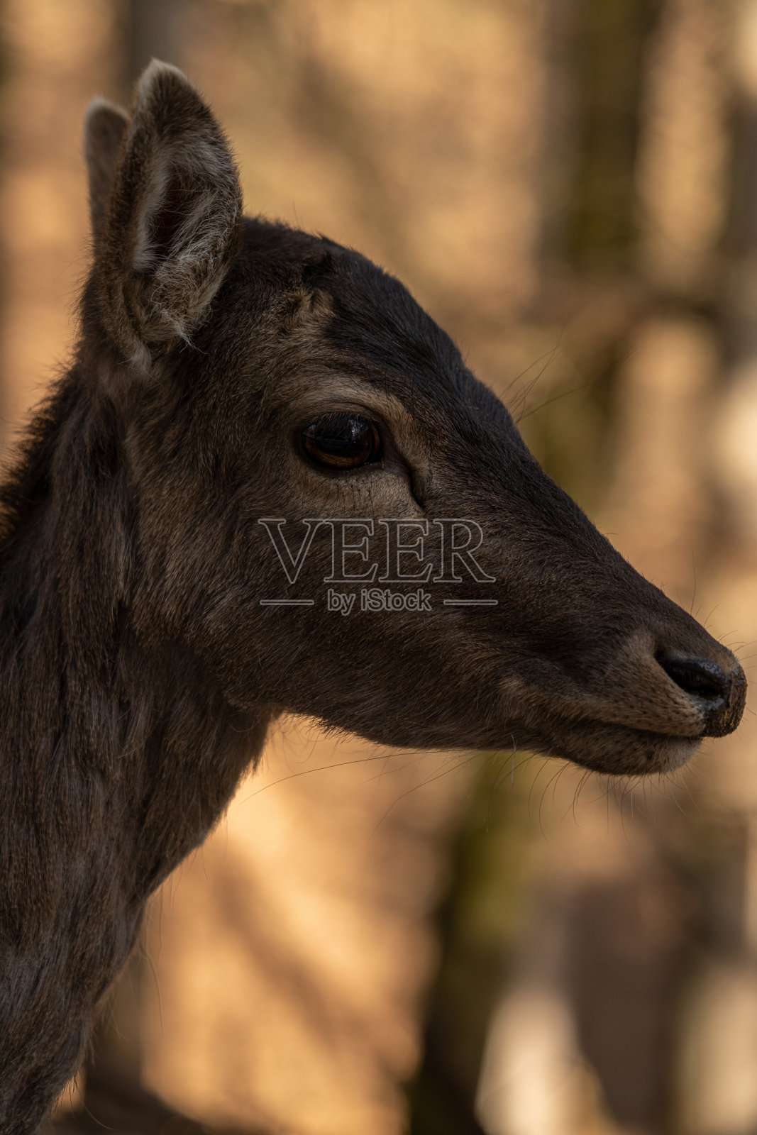垂直拍摄的户外狍子肖像照片摄影图片