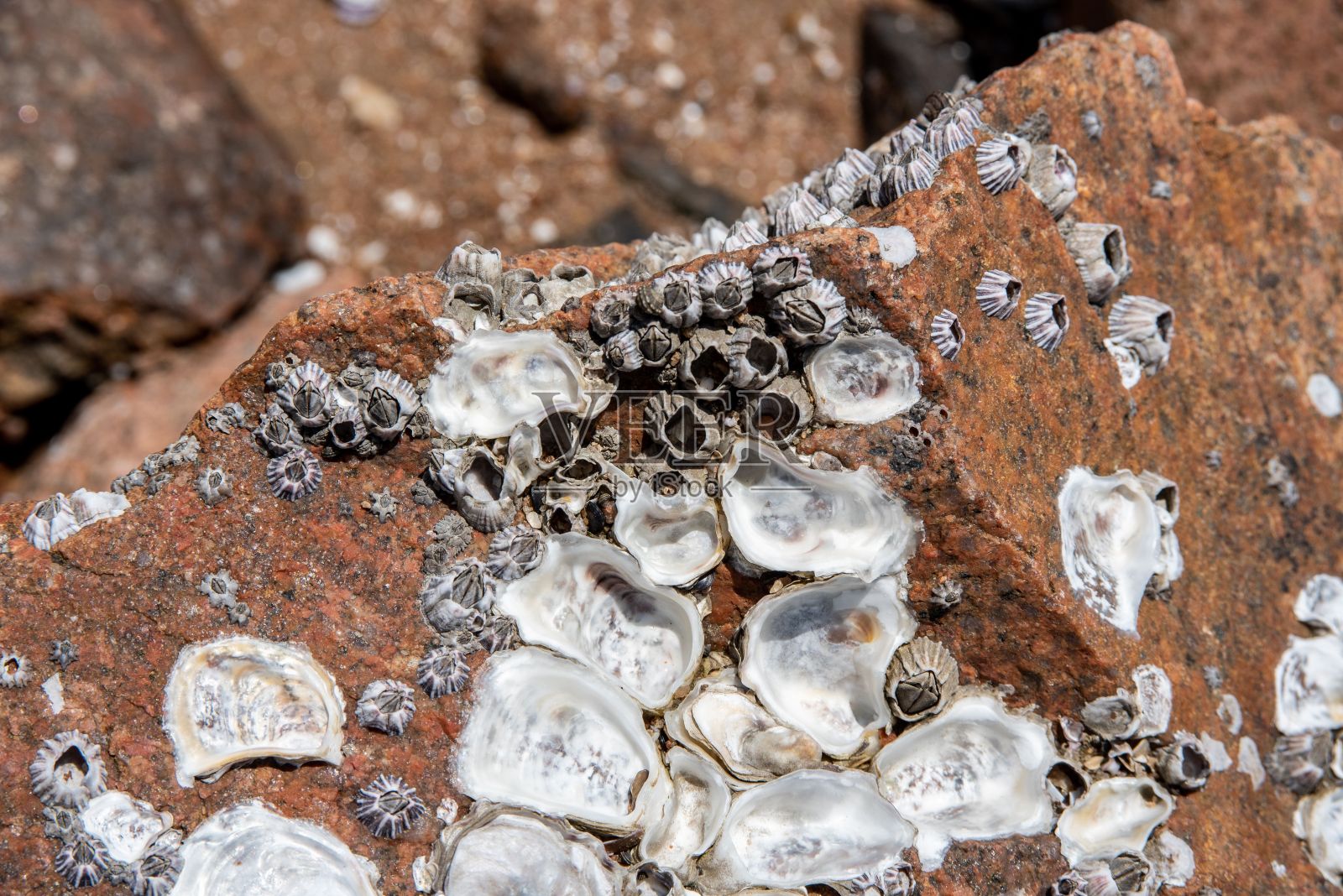 近距离拍摄的野生藤壶生长在岩石上照片摄影图片