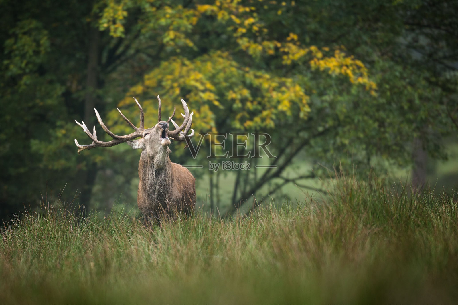 这是一只马鹿在森林里咆哮的美丽镜头照片摄影图片