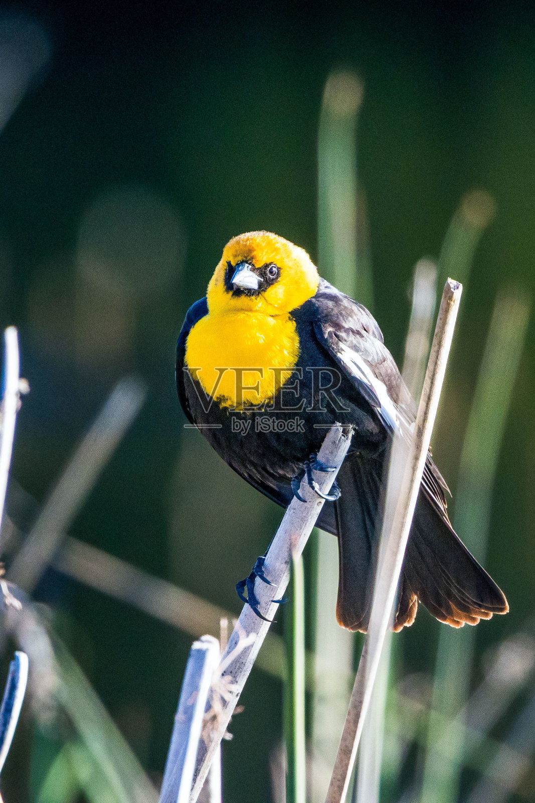 栖息在大自然中的黄头黑鸟照片摄影图片