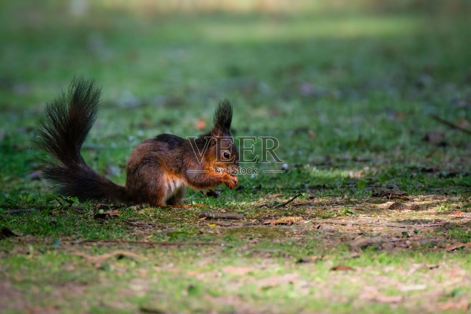 草地上一只可爱的松鼠的特写镜头照片摄影图片