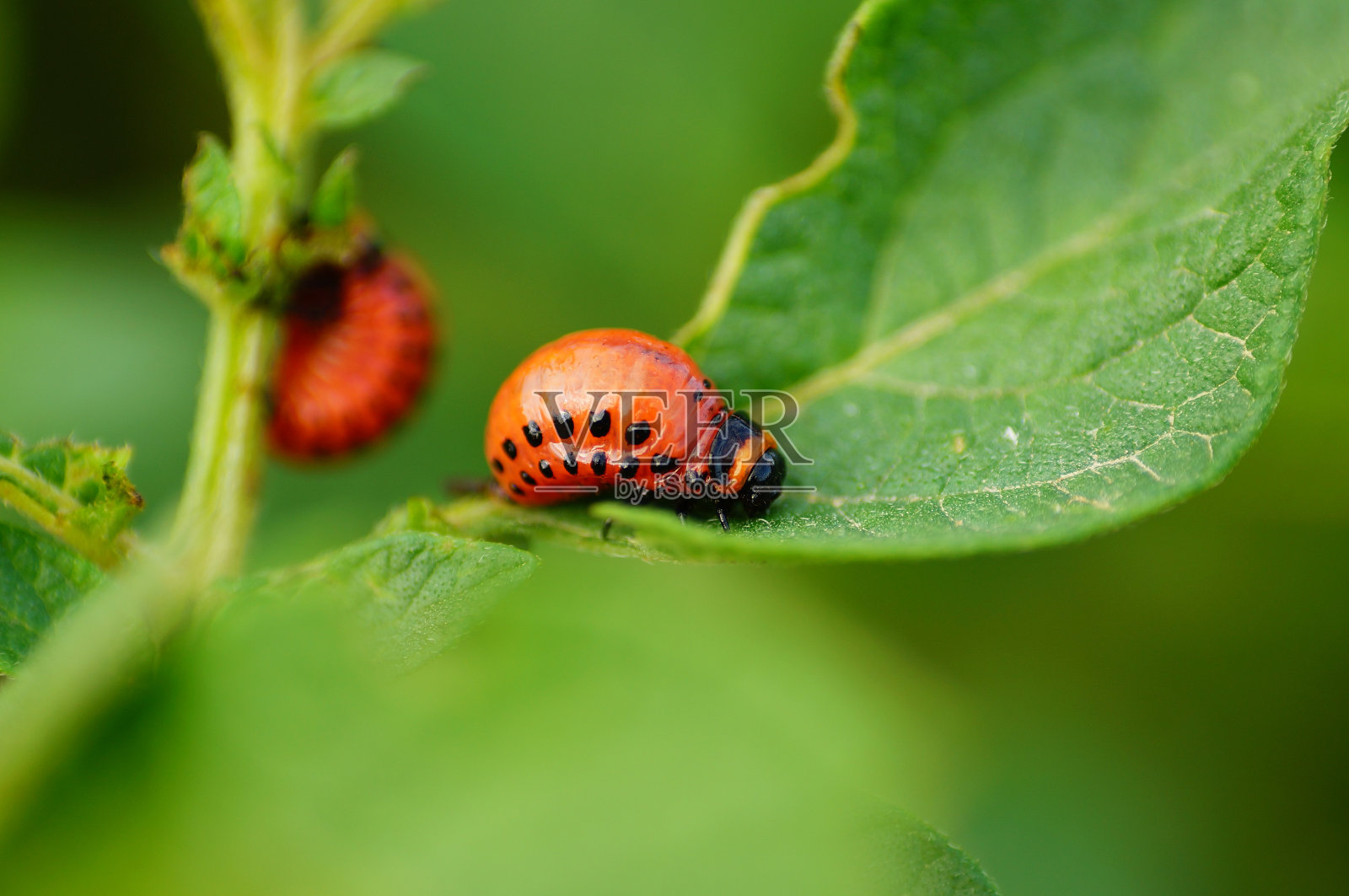 马铃薯植株上科罗拉多马铃薯甲虫的幼虫照片摄影图片