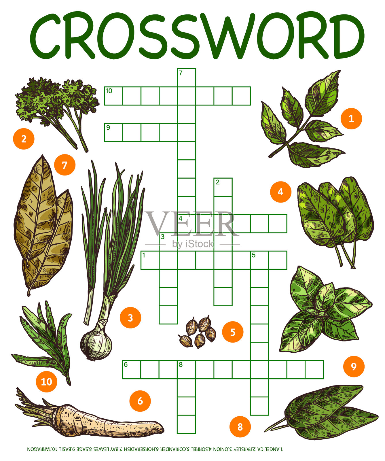 香料香草调味小品填字游戏插画图片素材