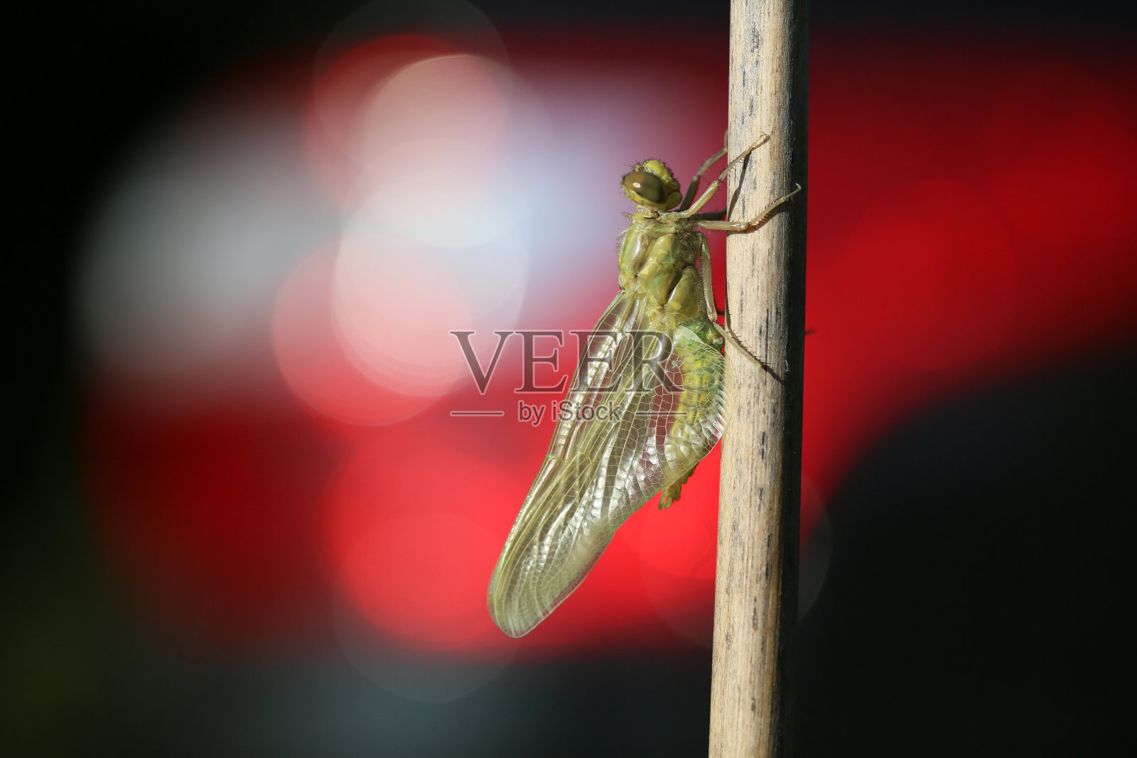 从蛹变成昆虫的蜻蜓。照片摄影图片