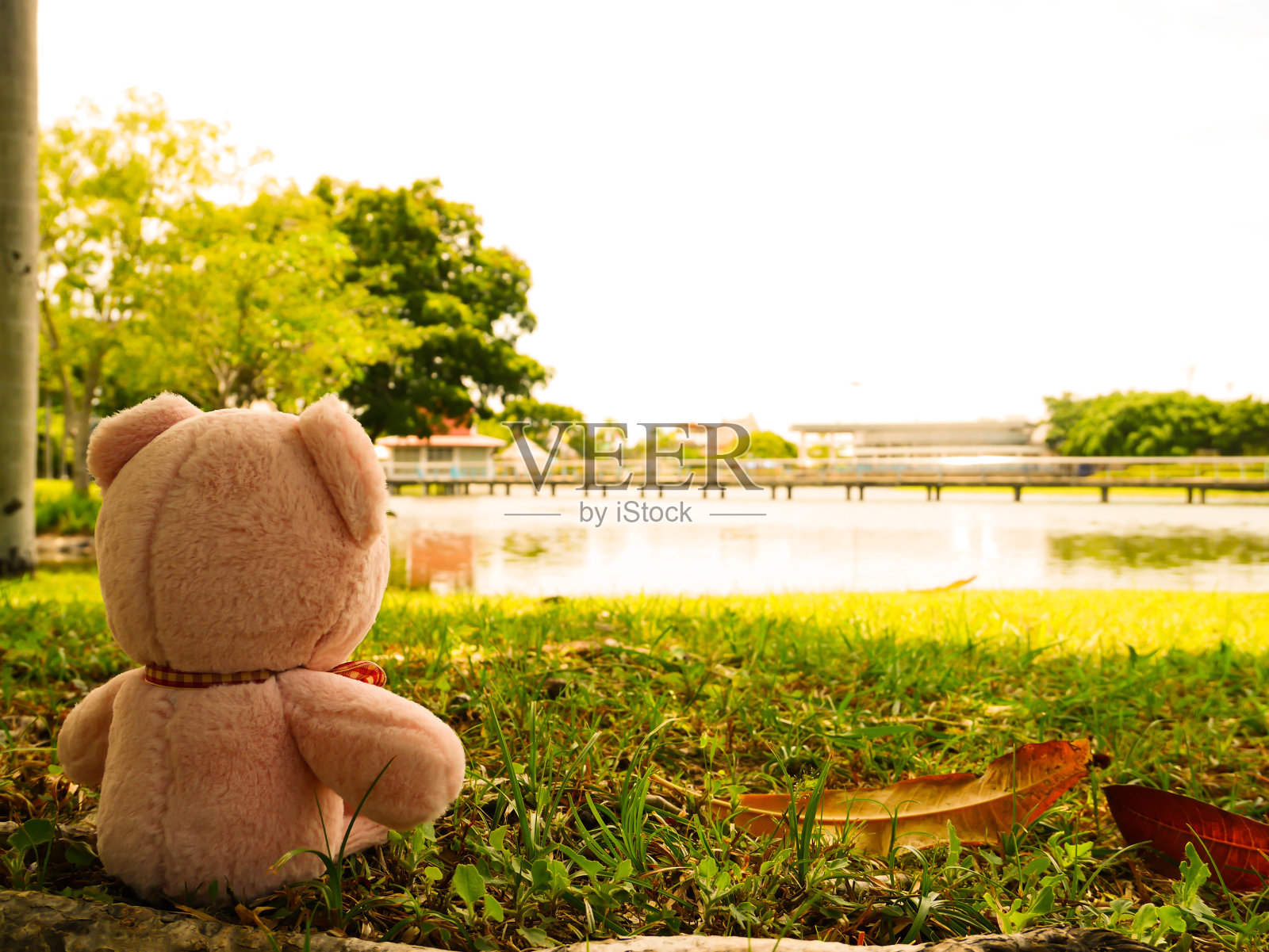 泰迪孤独照片摄影图片