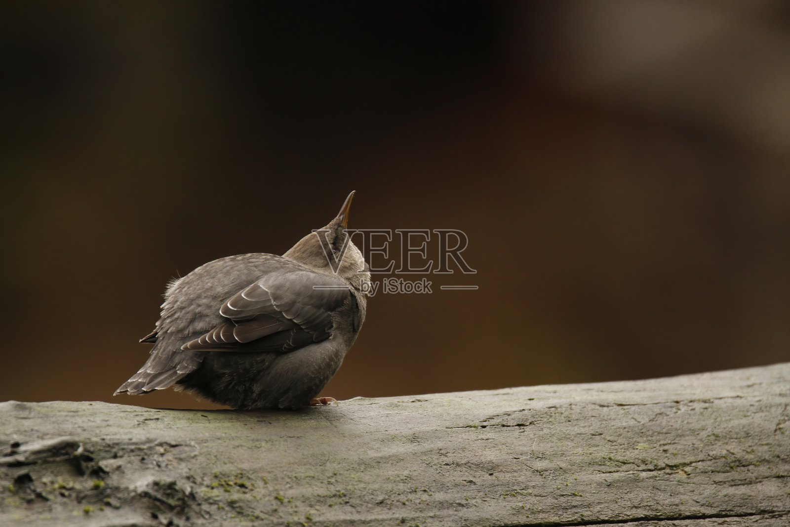 单只美洲河乌,栖息在河边湿木上照片摄影图片
