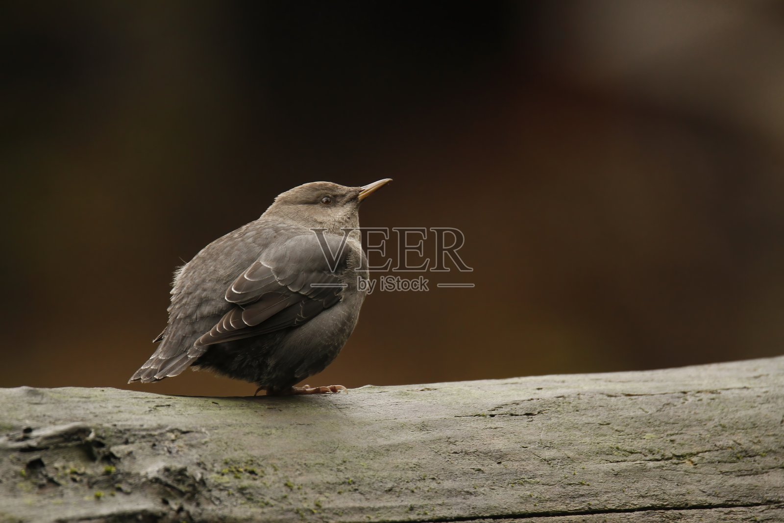 单只美洲河乌,栖息在河边湿木上照片摄影图片