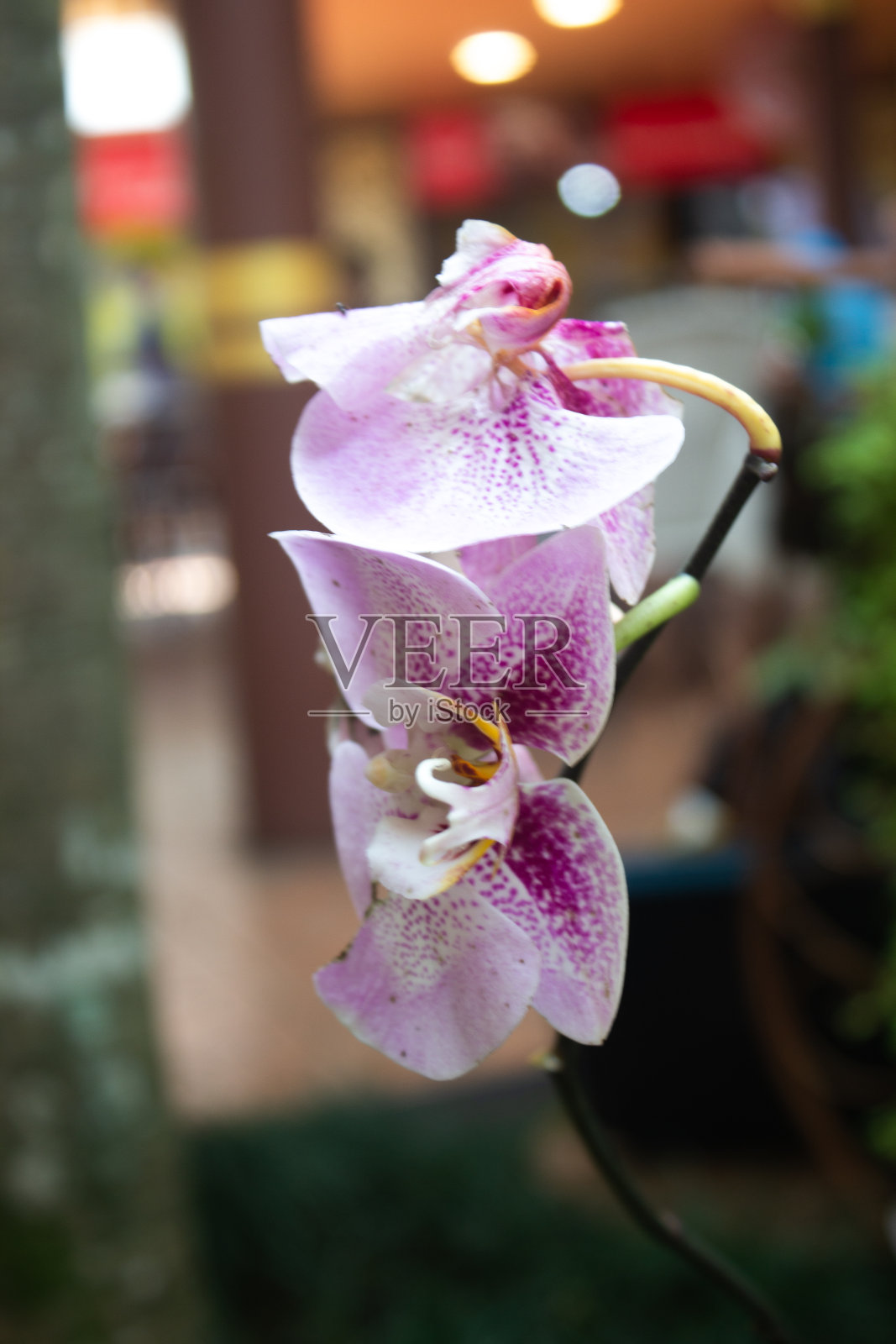 在马朗的Jatim公园,月亮兰(蝴蝶兰)在模糊的背景上美丽地绽放照片摄影图片