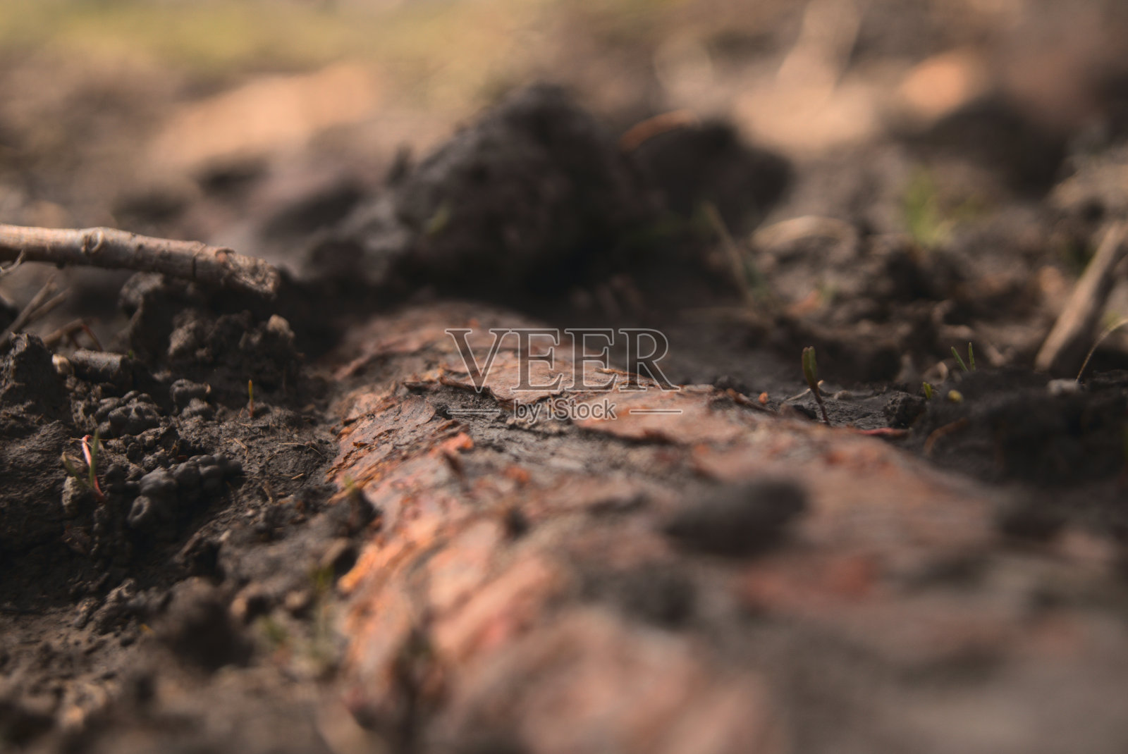 在模糊的背景上,一棵被草覆盖的枯树的特写镜头照片摄影图片