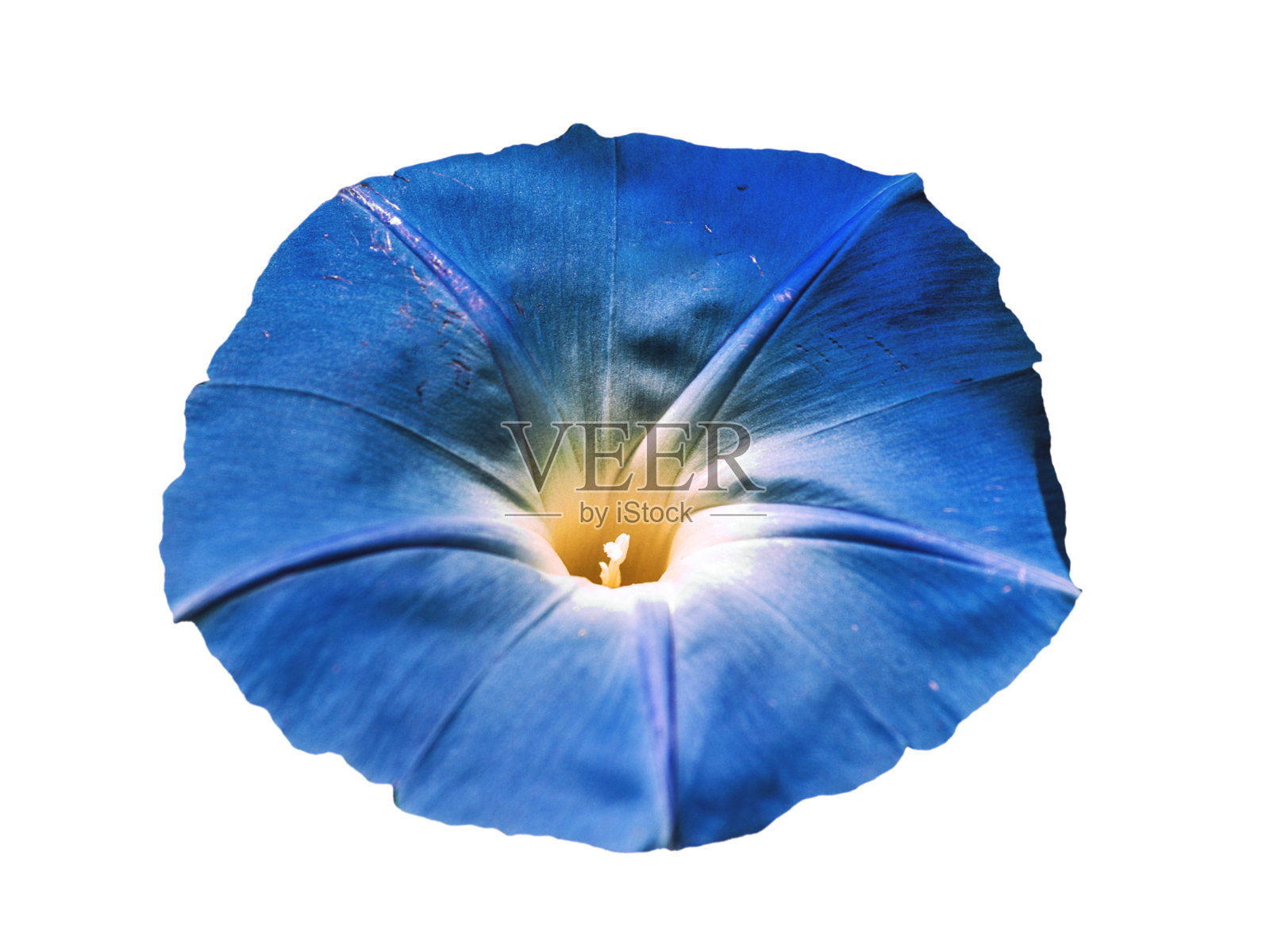 花牵牛花(iomoia)离体照片摄影图片