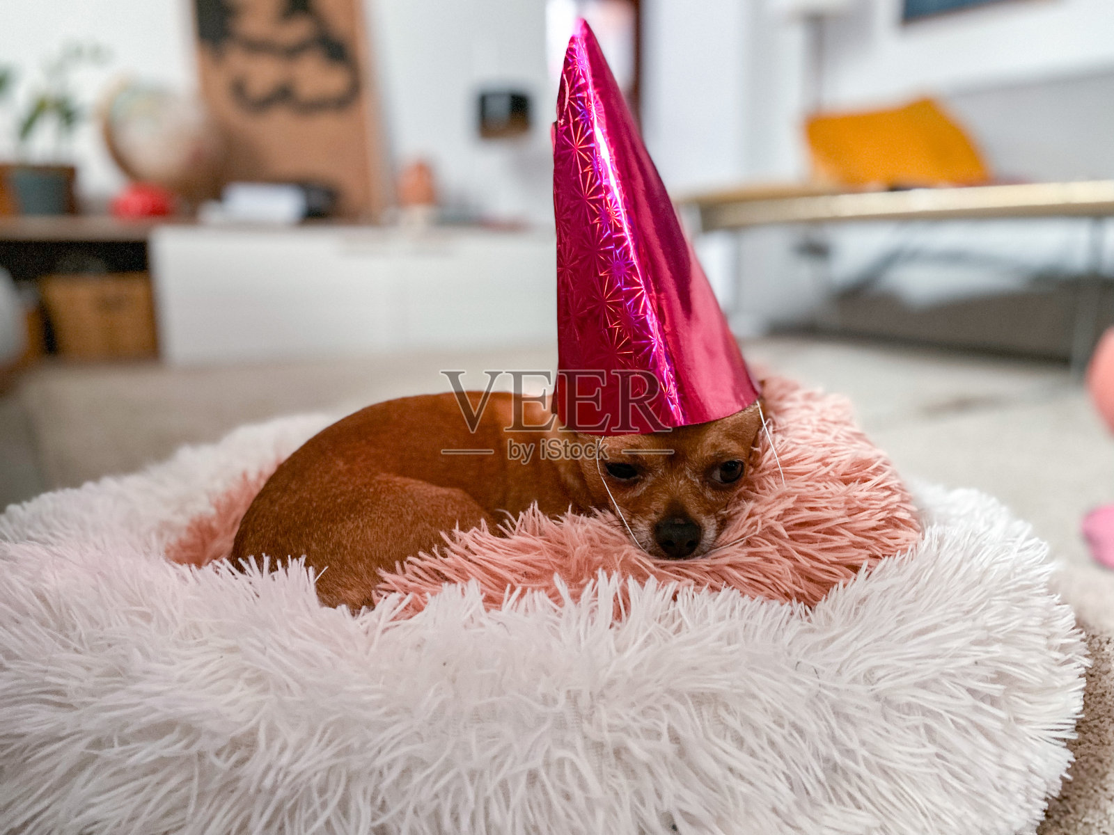 吉娃娃狗带圣诞头巾照片摄影图片