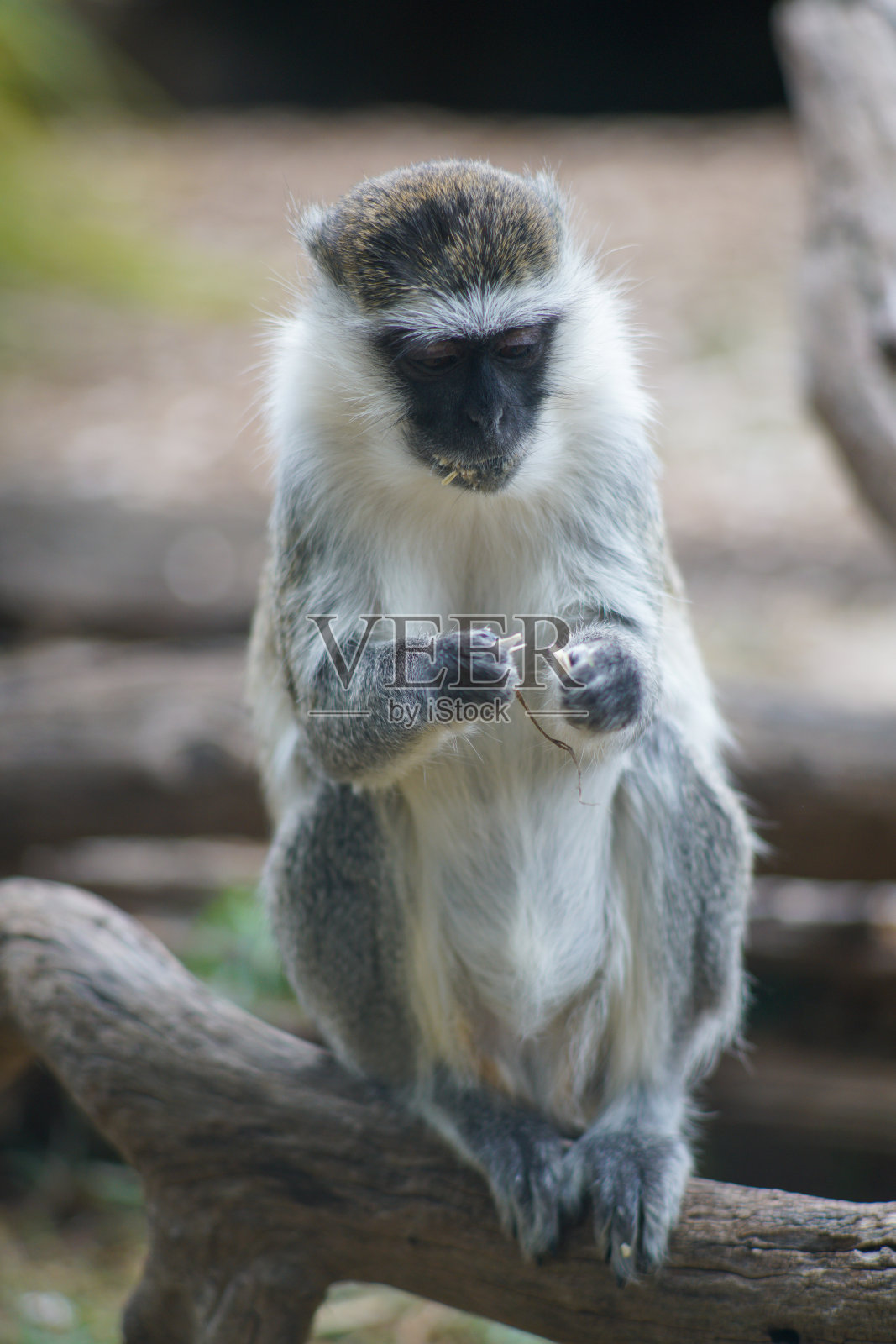 垂直拍摄一只长绒猴坐在一根木树枝上,背景模糊照片摄影图片