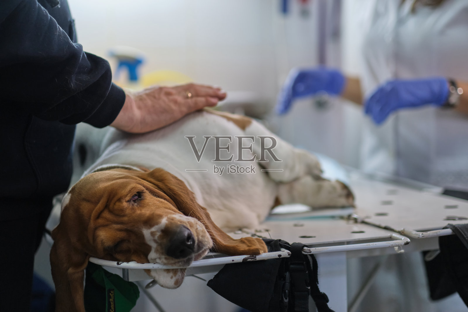 这只悲伤的巴吉特猎犬正在兽医那里接受检查。在动物医院的巴吉特猎犬兽医正在为狗狗做手术准备。照片摄影图片