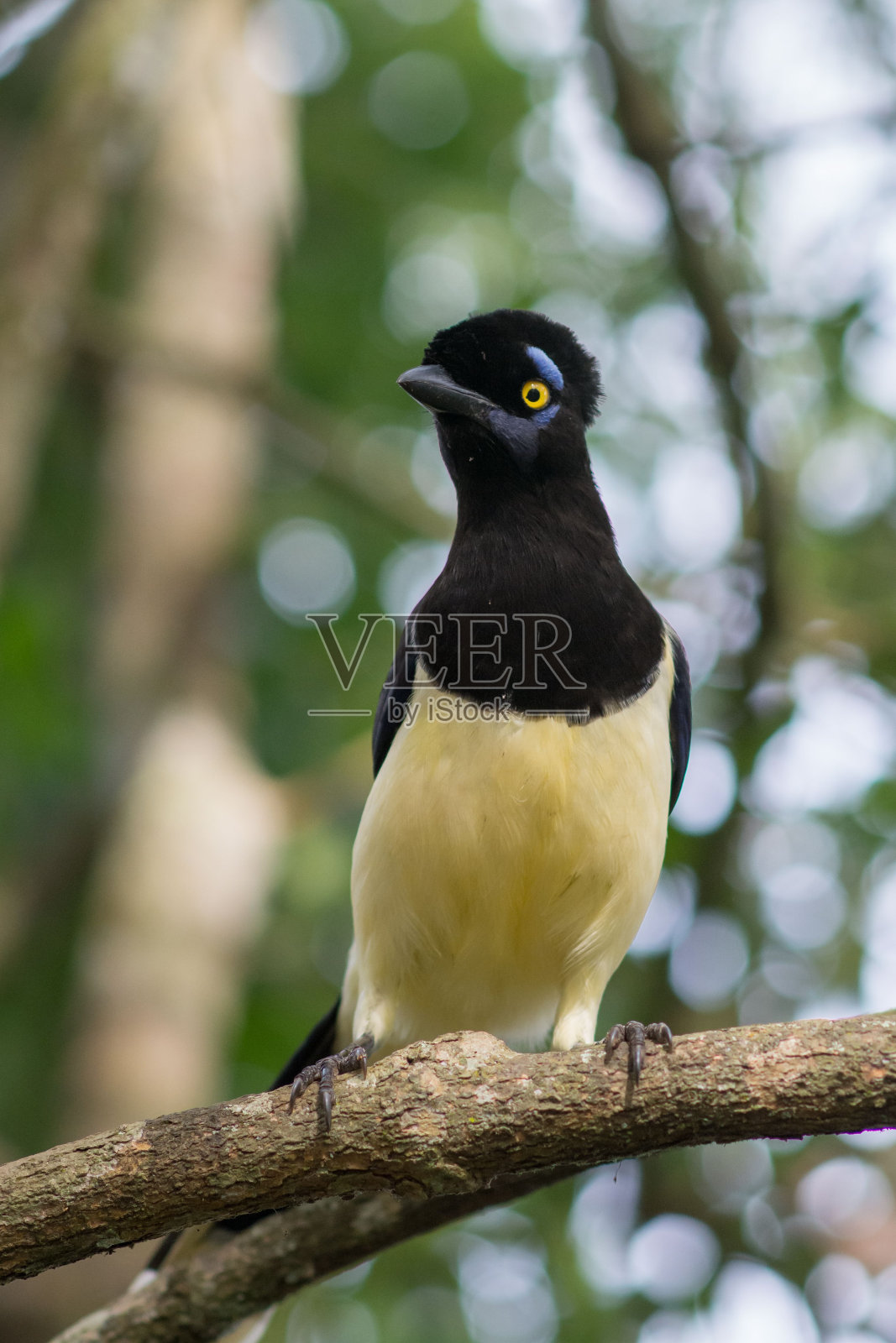 这是一只华丽的长毛松鸦栖息在树枝上的特写,背景是自然的散景照片摄影图片
