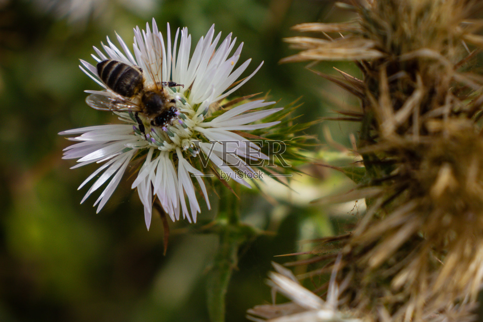 蜜蜂在花上照片摄影图片