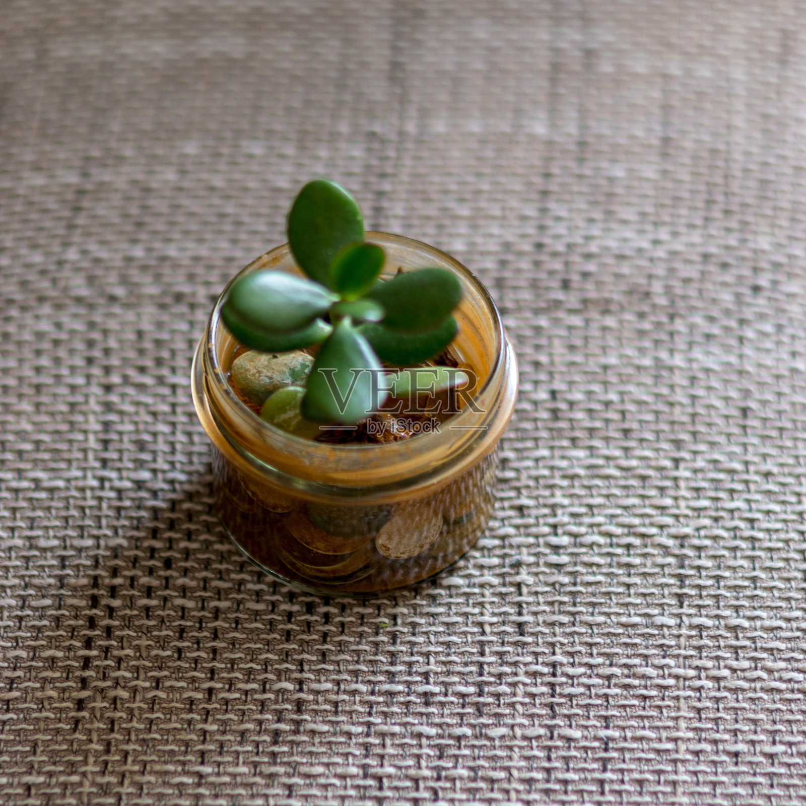 玻璃罐,罐子里的脏钱,玻璃罐里的钱树,脏钱概念,模糊背景照片摄影图片