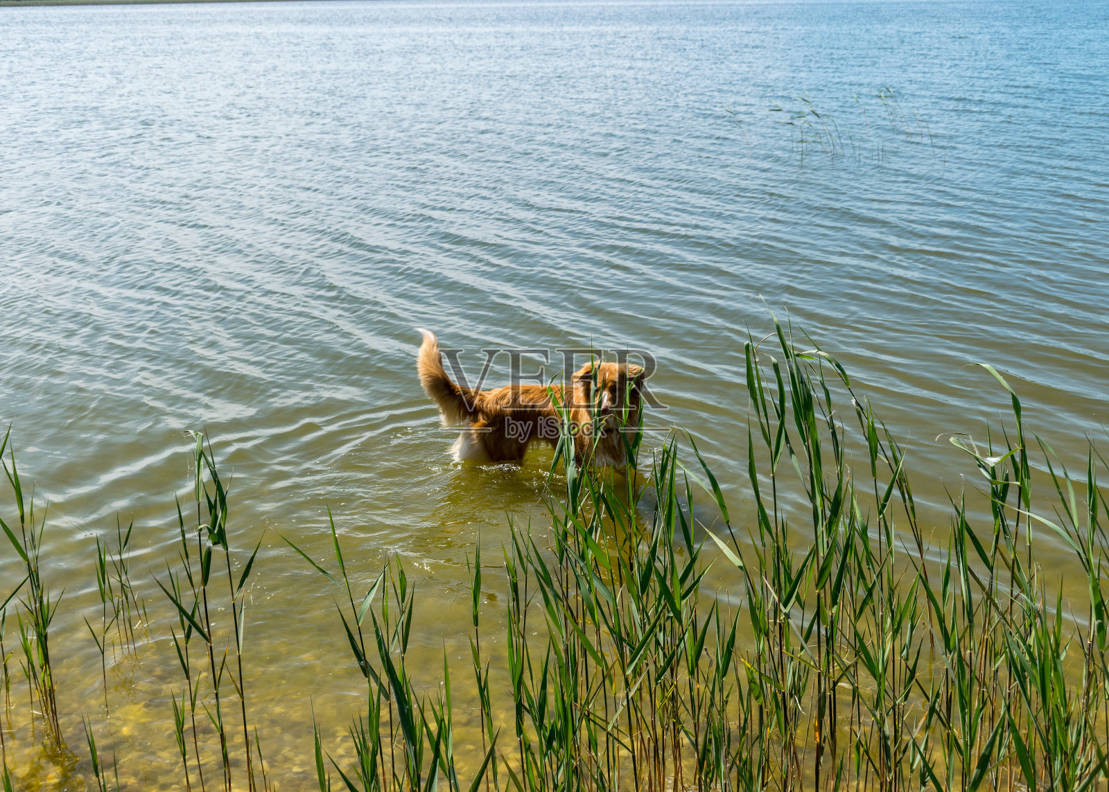 夏天的风景里有一只棕色的小狗,小狗在湖边玩耍照片摄影图片