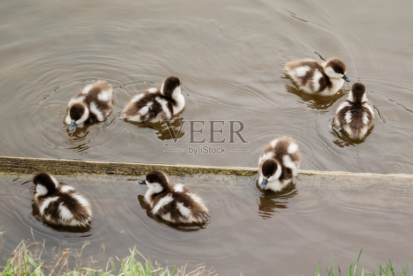 小鸭子在池塘里游泳,近照照片摄影图片