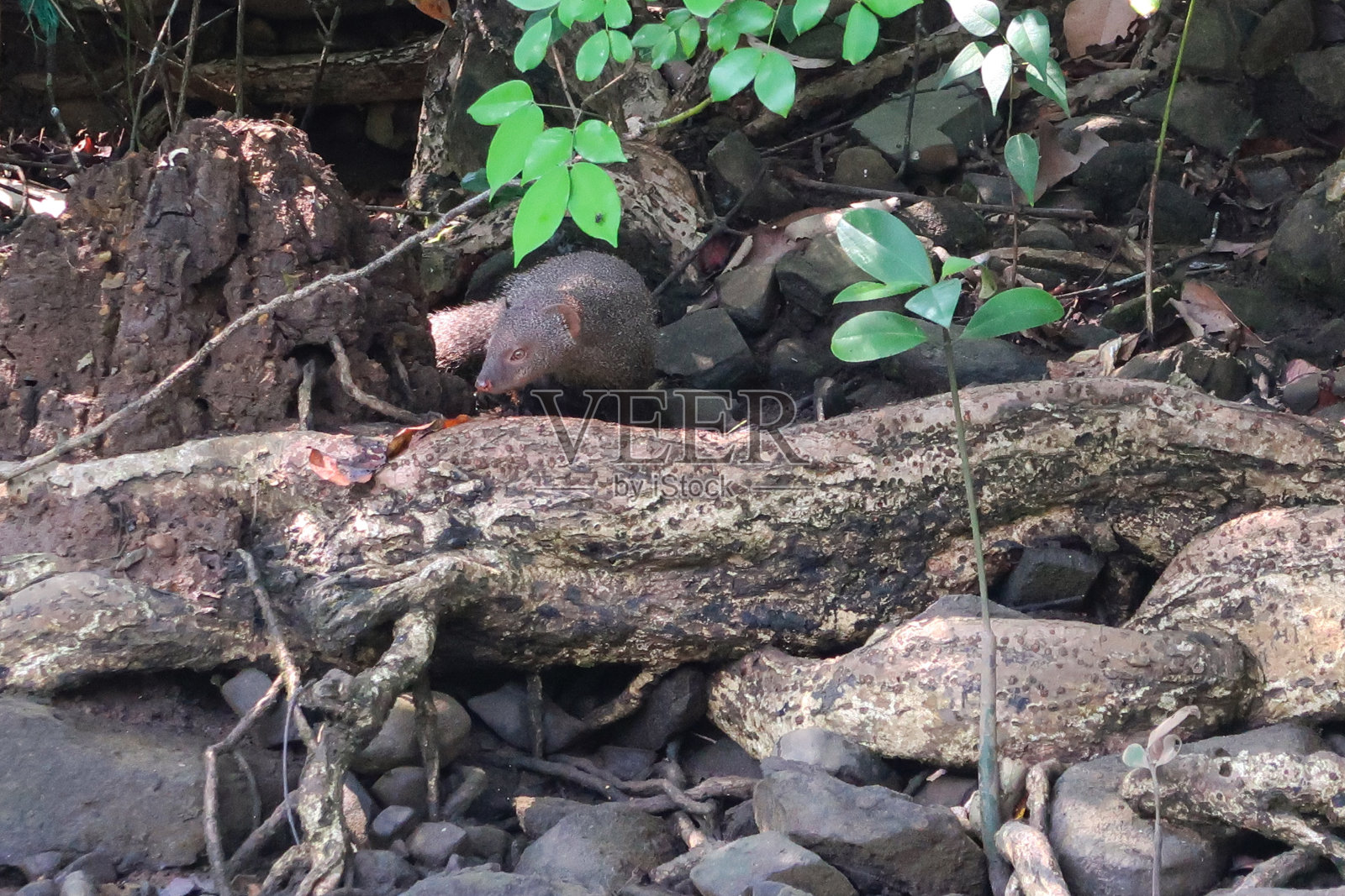 两只猫鼬(猫鹅)在岩石河岸和灌木丛、石头、树枝和根上觅食的图像,重点在前景照片摄影图片