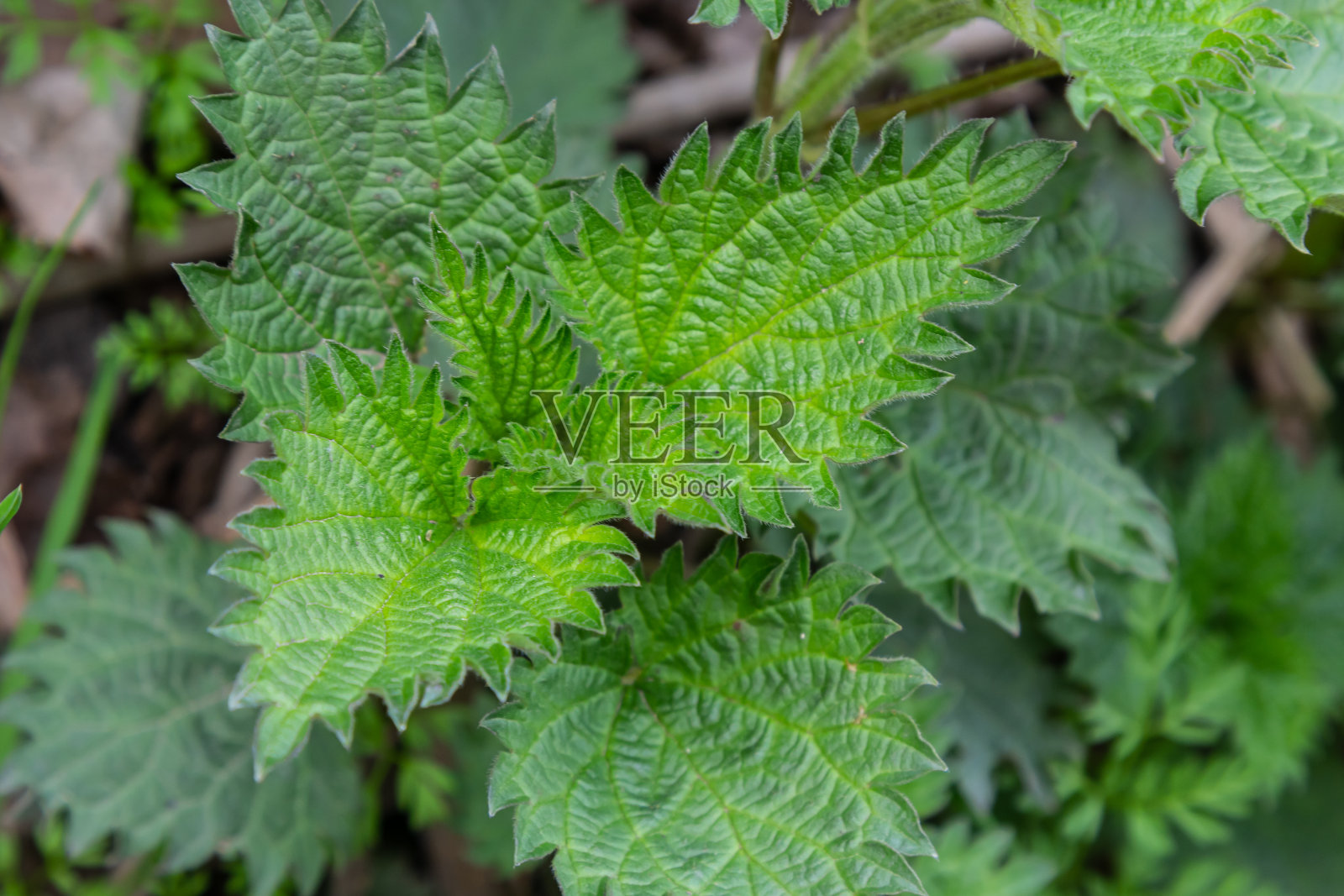 布什的荨麻。荨麻叶子。前视图。植物的模式。绿色植物常见的荨麻照片摄影图片
