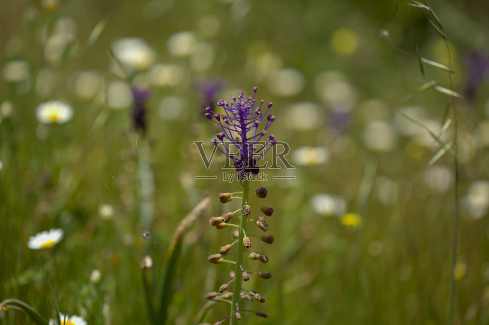 大加纳利亚的植物区系-利奥波迪亚科莫萨,流苏风信子自然大花背景照片摄影图片