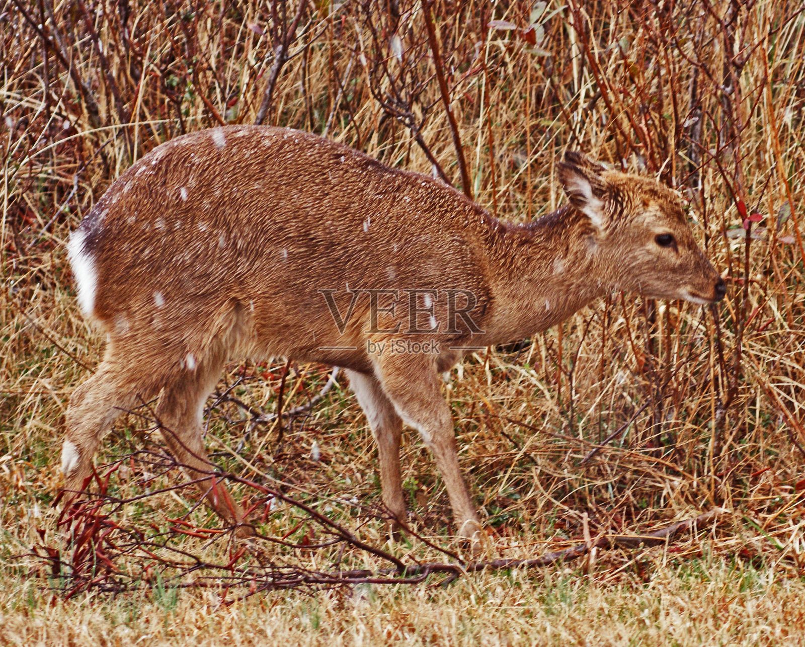 新泽西照片摄影图片