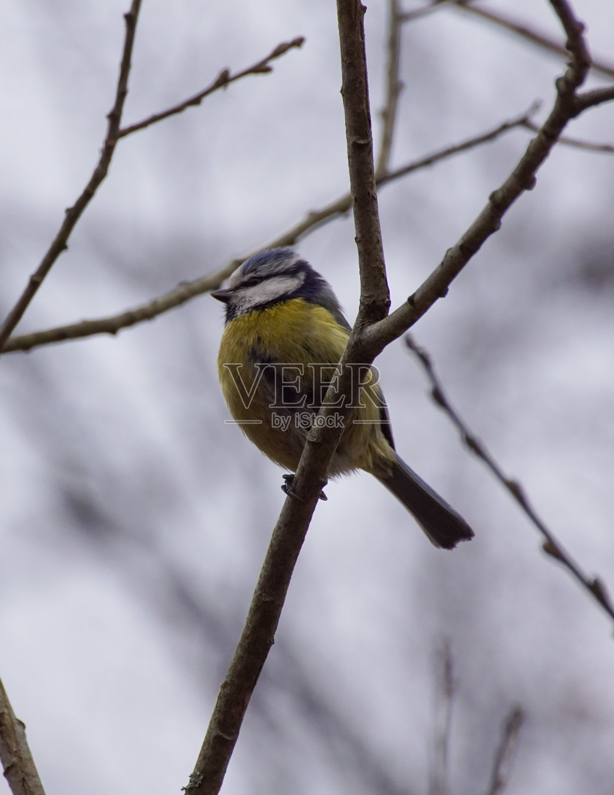 小鸟栖息在树枝上的特写镜头照片摄影图片