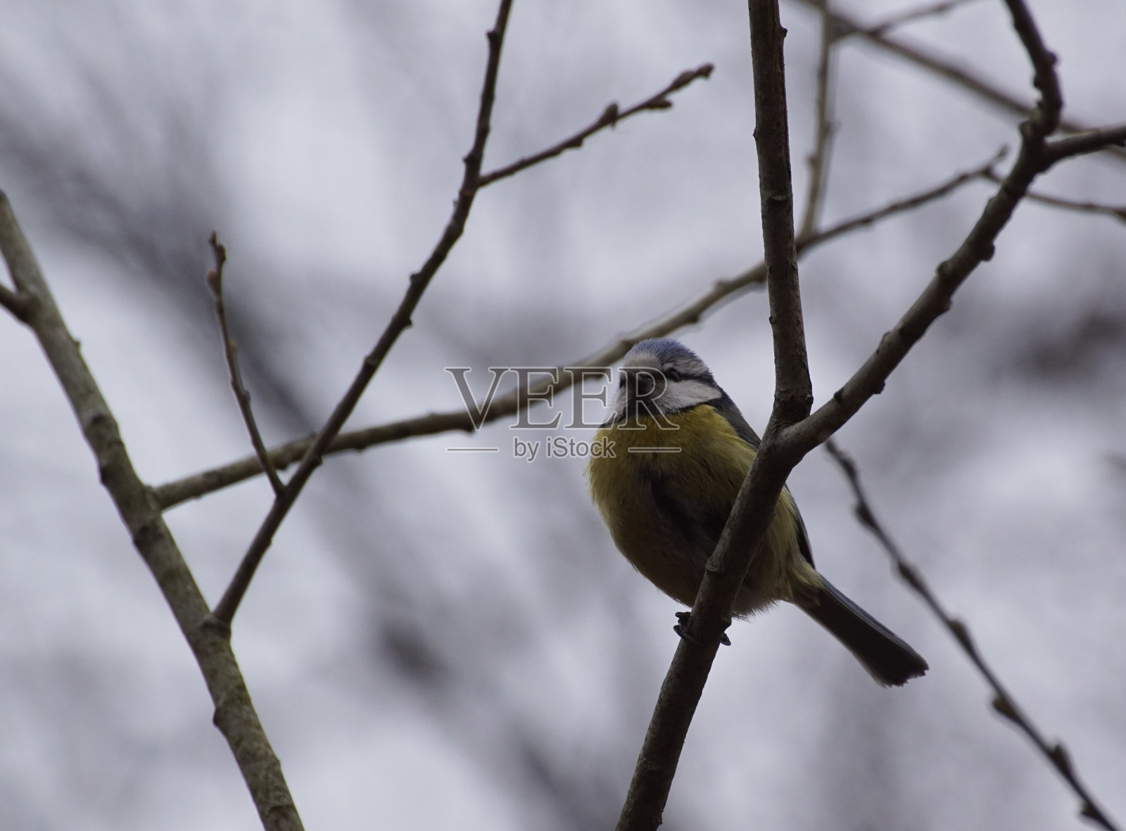 小鸟栖息在树枝上的特写镜头照片摄影图片