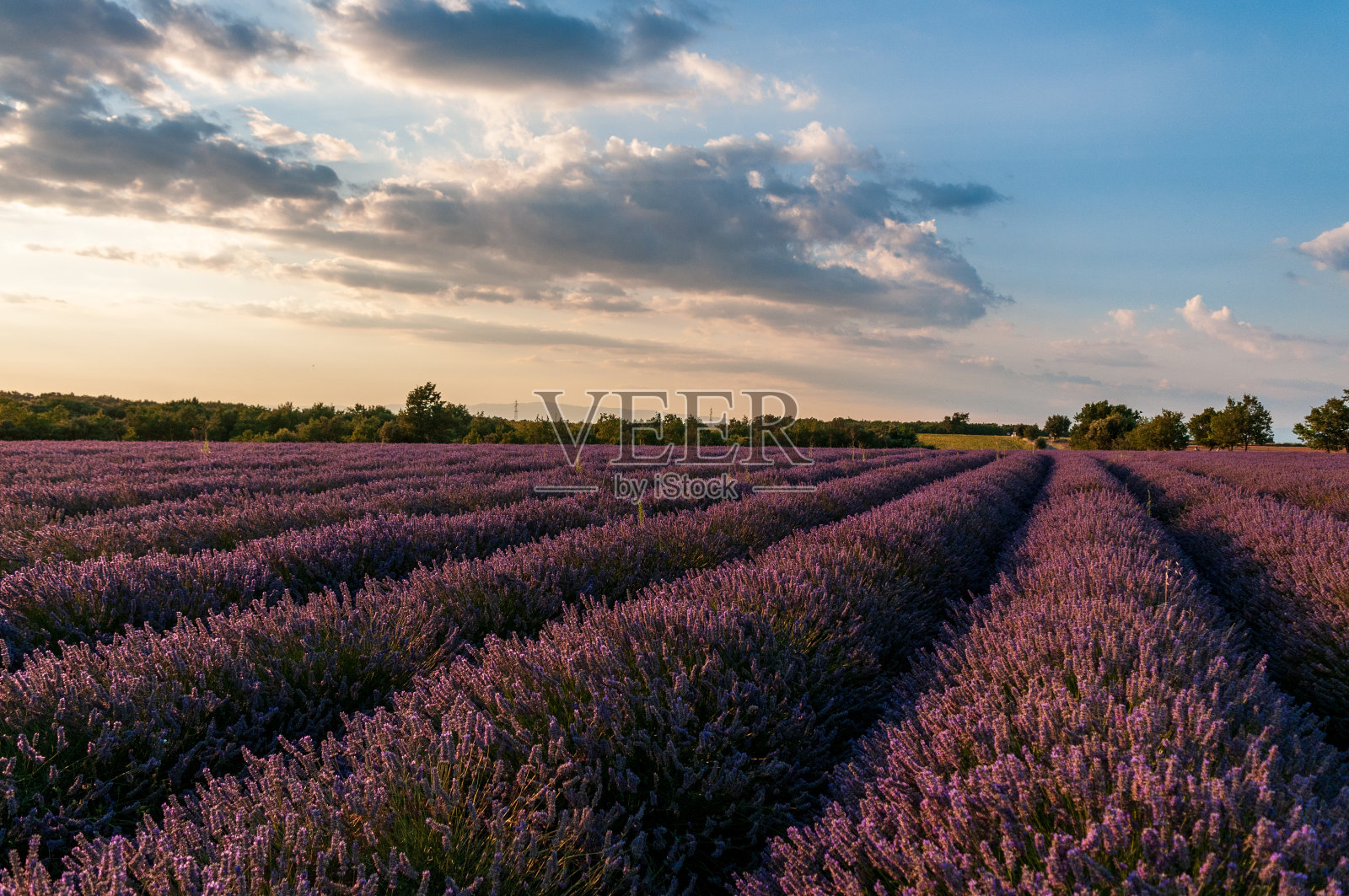 普罗旺斯的薰衣草田照片摄影图片