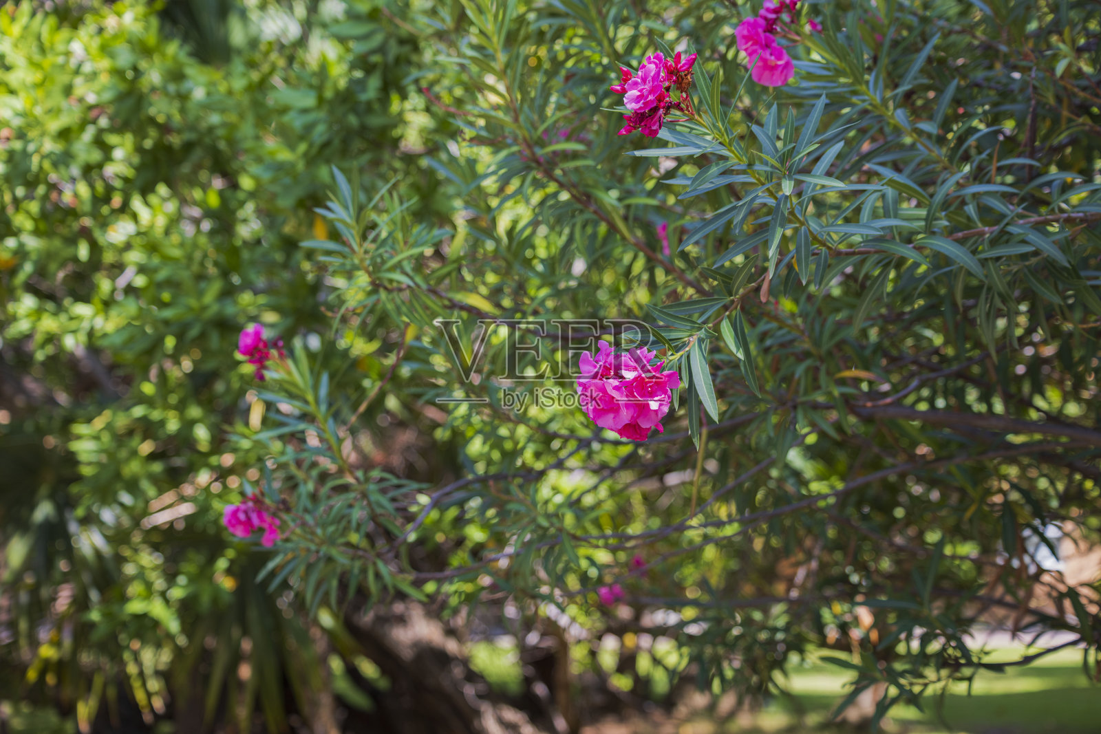 热带植物夹竹桃花的美丽景色。阿鲁巴岛。照片摄影图片