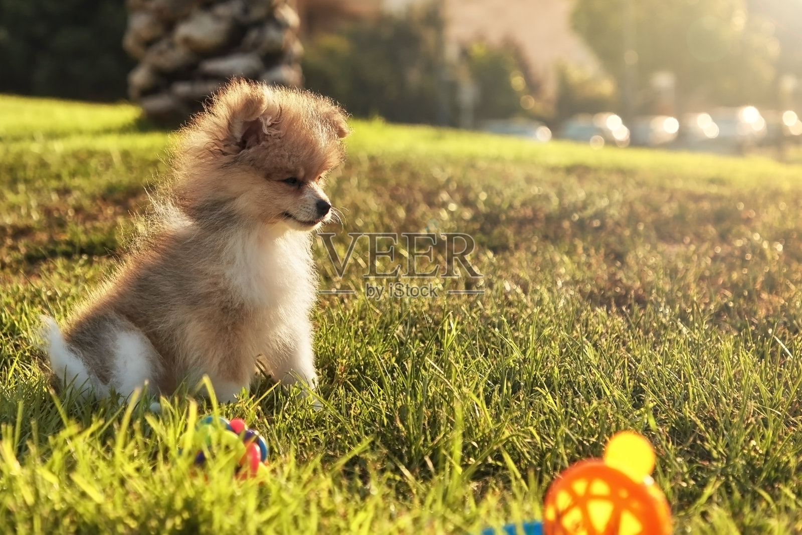 公园里可爱蓬松的博美犬幼犬照片摄影图片