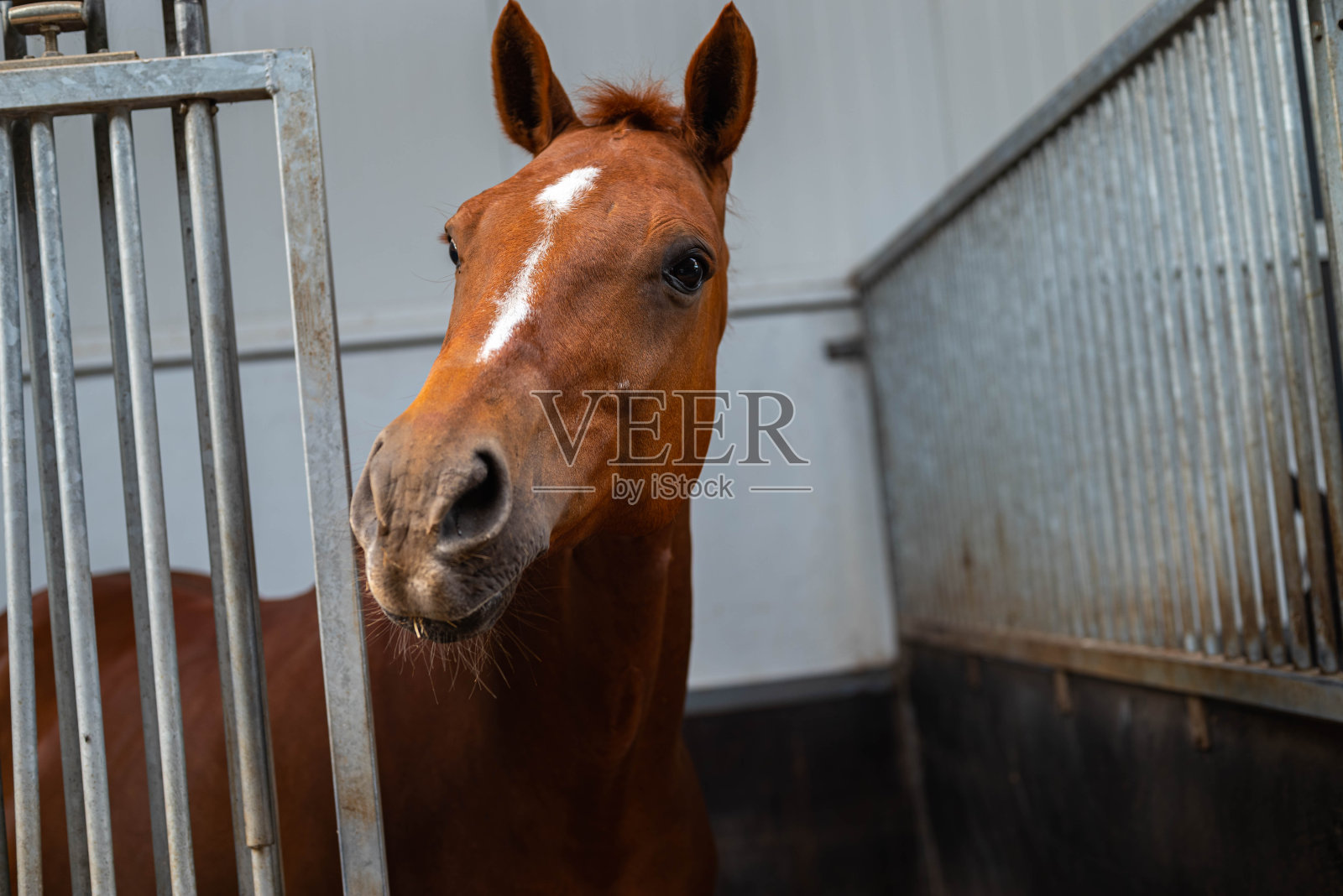可爱的特写照片,一个美丽的棕色栗色母马的脸与笼头在她的马厩照片摄影图片