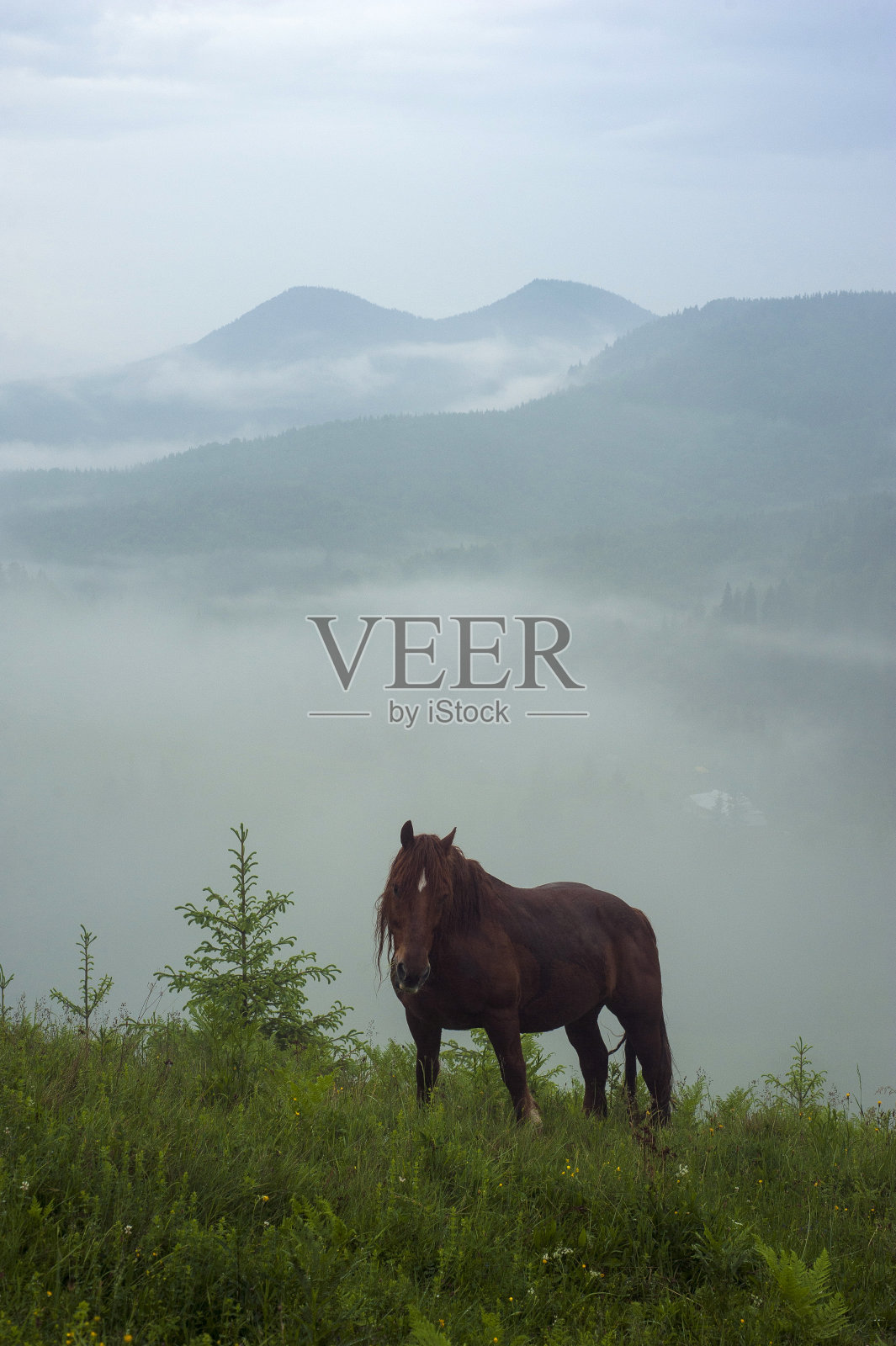 马在乌克兰喀尔巴阡山谷的草地上吃草。棕色的马在雾蒙蒙的清晨吃草。清晨雾蒙蒙的山与马。照片摄影图片