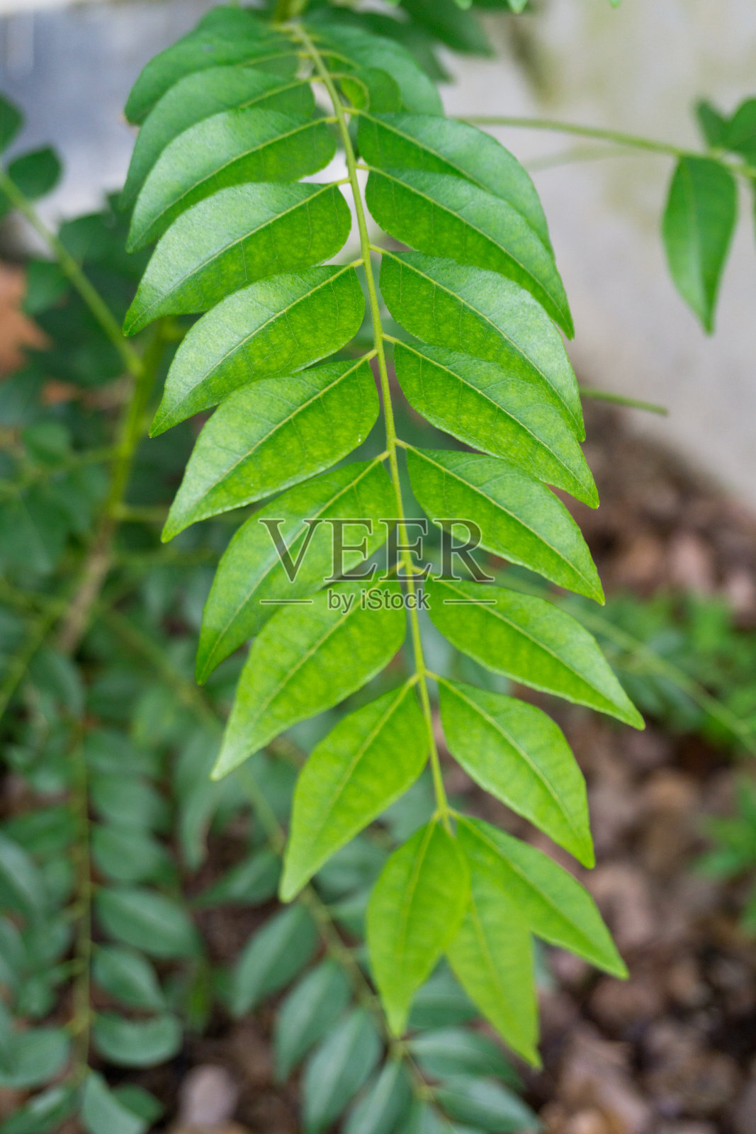 咖喱树的叶子的特写镜头,Murraya koenigii或Bergera koenigii,是一种热带到亚热带的植物,属rutacaceae科,原产于亚洲。照片摄影图片