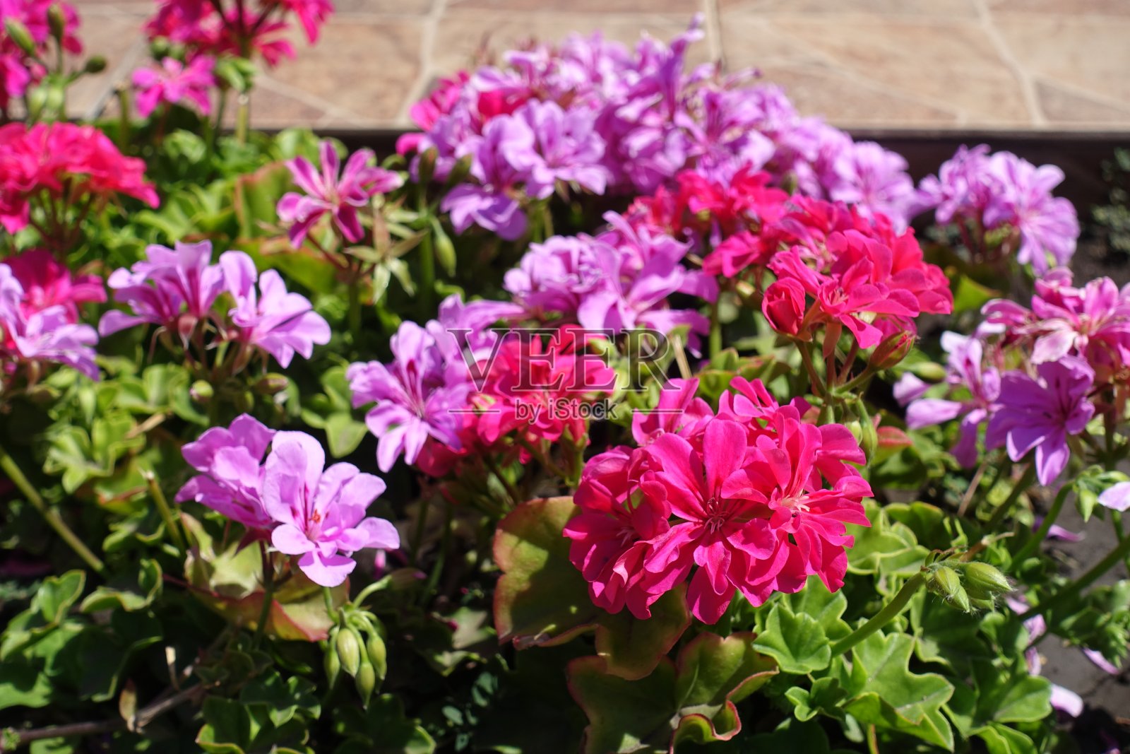 常青藤叶天竺葵,七月开粉红色的花照片摄影图片