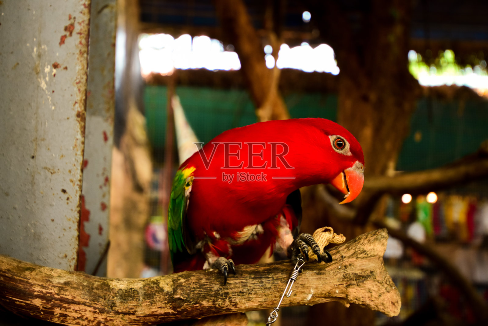 美丽的鹦鹉盯着照片摄影图片