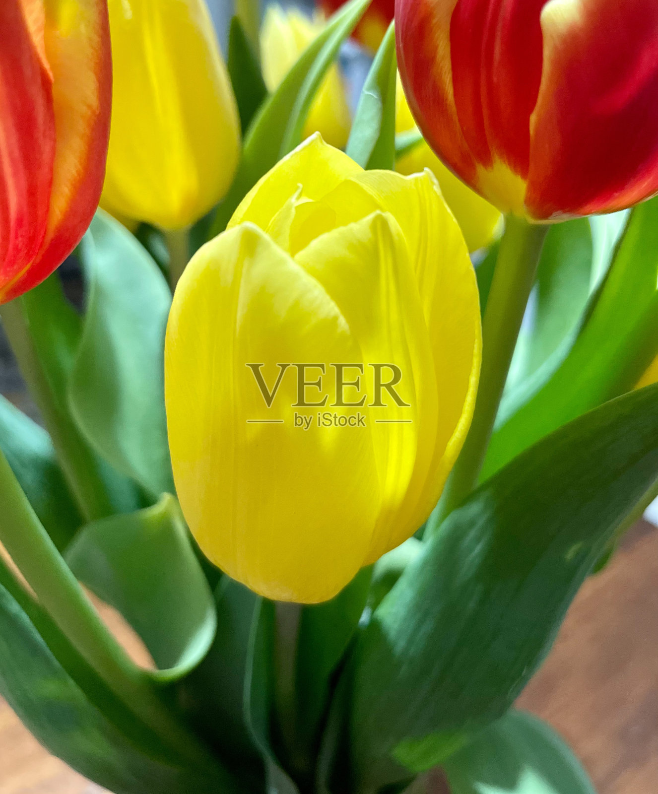 黄色郁金香花看到近距离。背景是红色和黄色的郁金香照片摄影图片