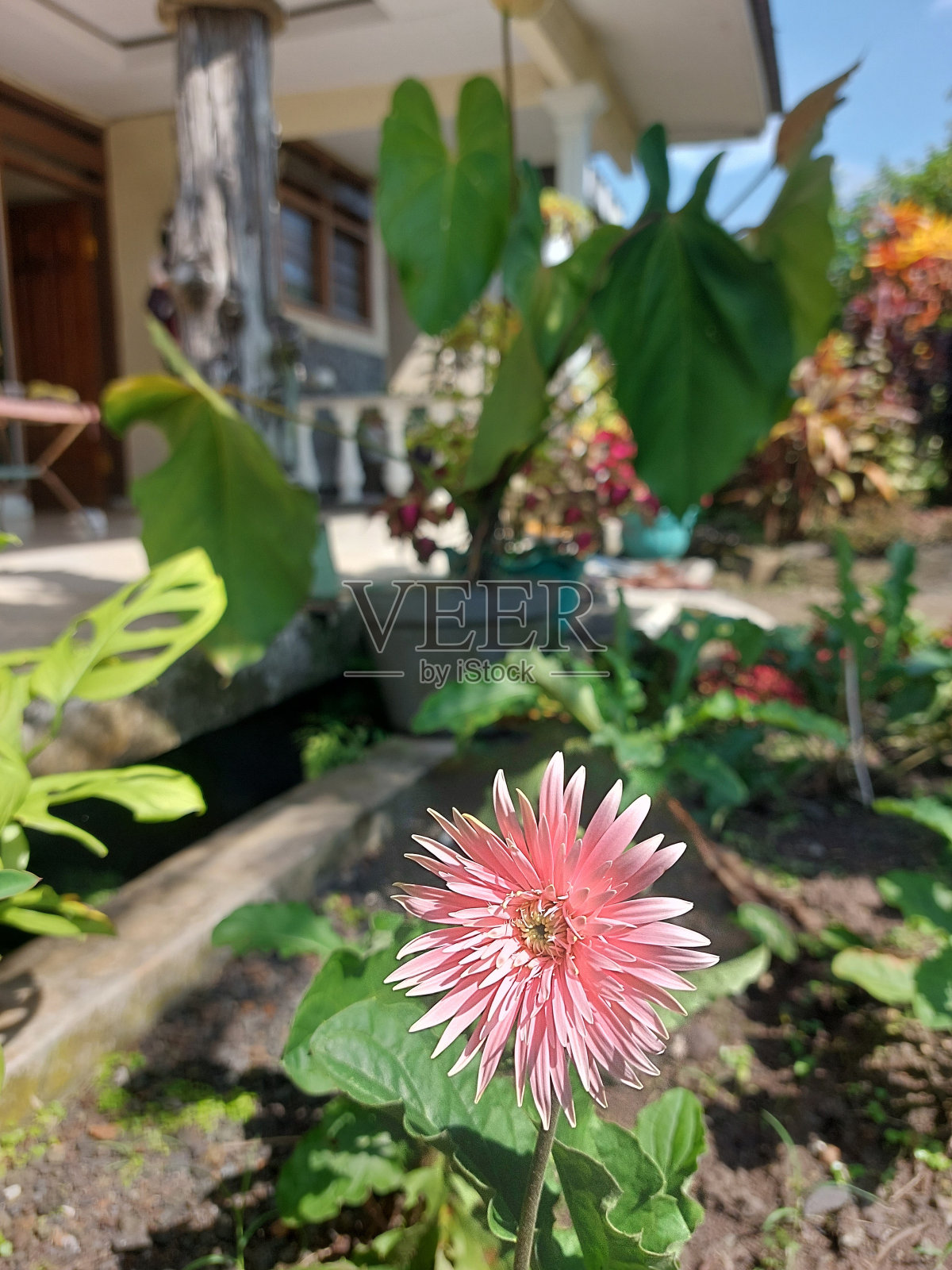 菊花照片摄影图片