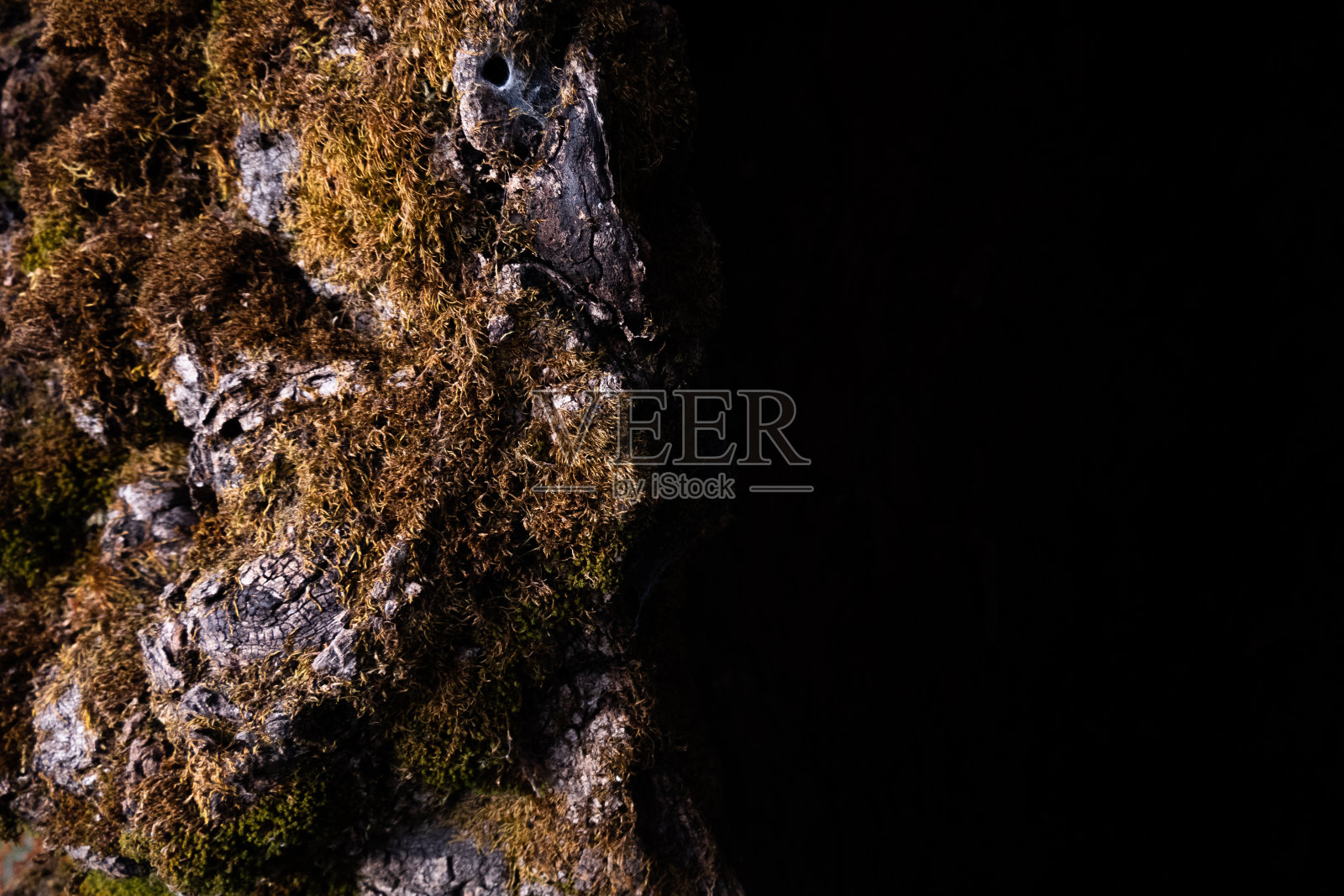 树干照片摄影图片