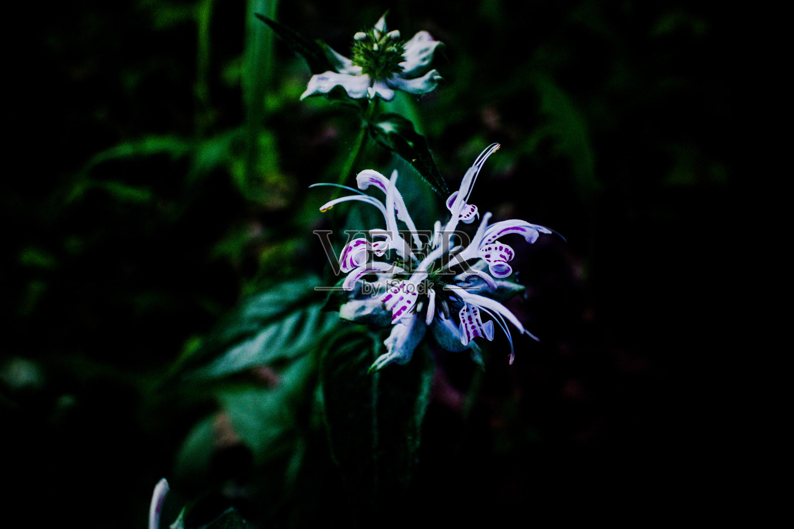 紫色的植物照片摄影图片