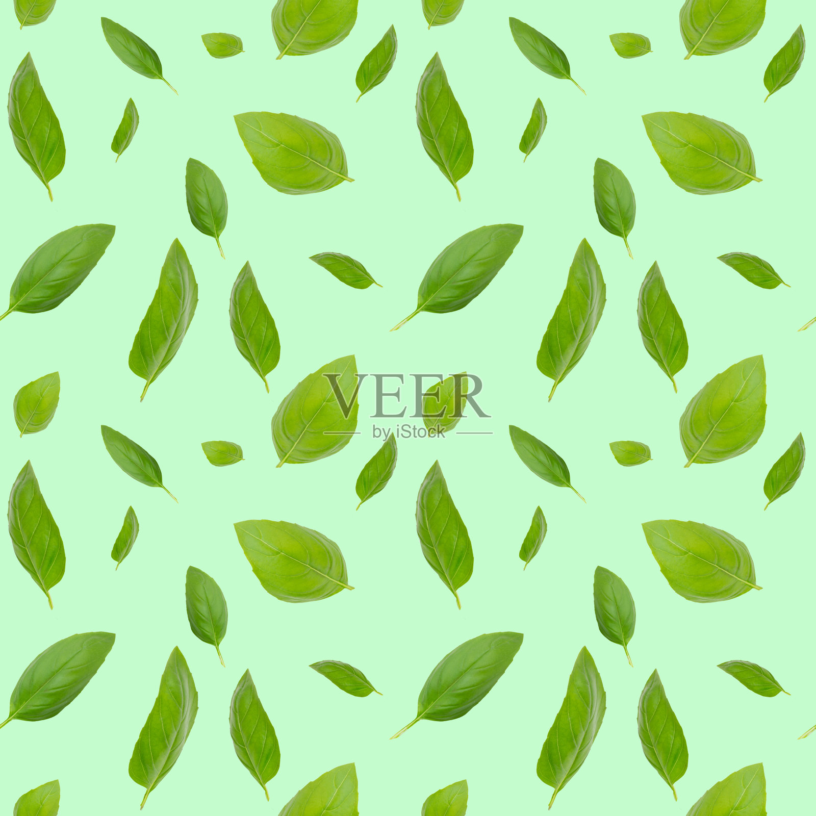 与叶子的无缝图案。绿色背景上是罗勒叶。插画图片素材