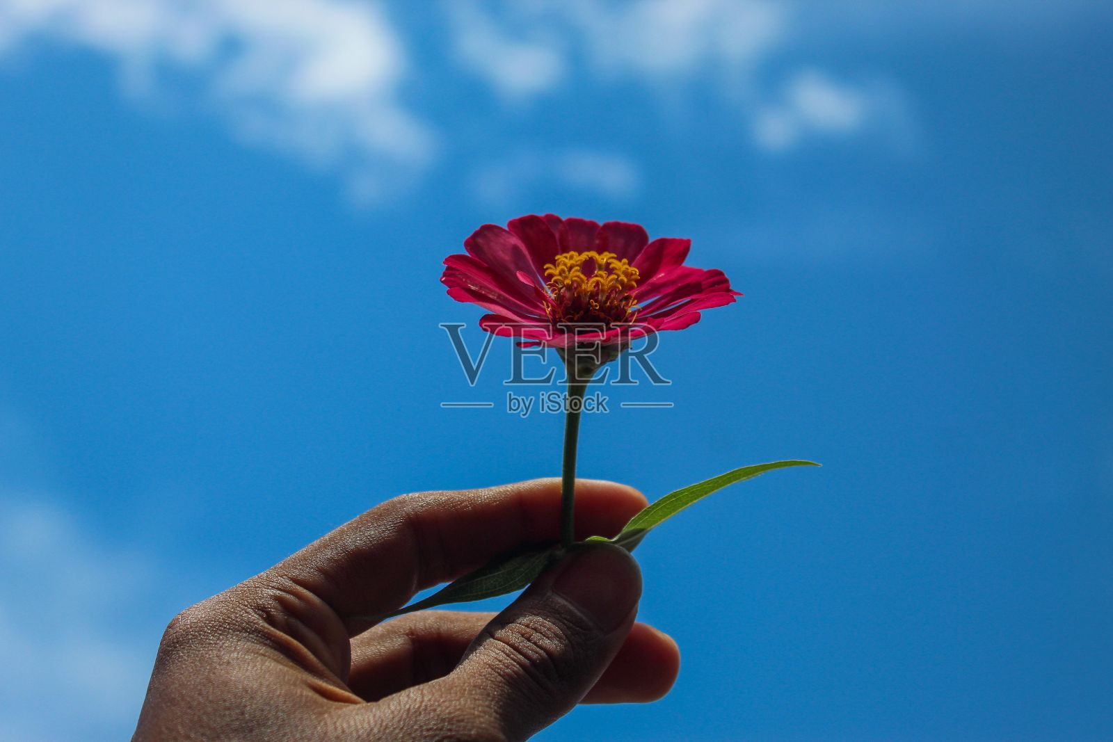 百日菊花在粉红色的手照片摄影图片