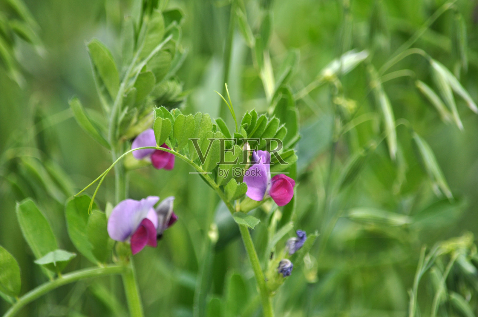 野豌豆和燕麦的混合饲料照片摄影图片
