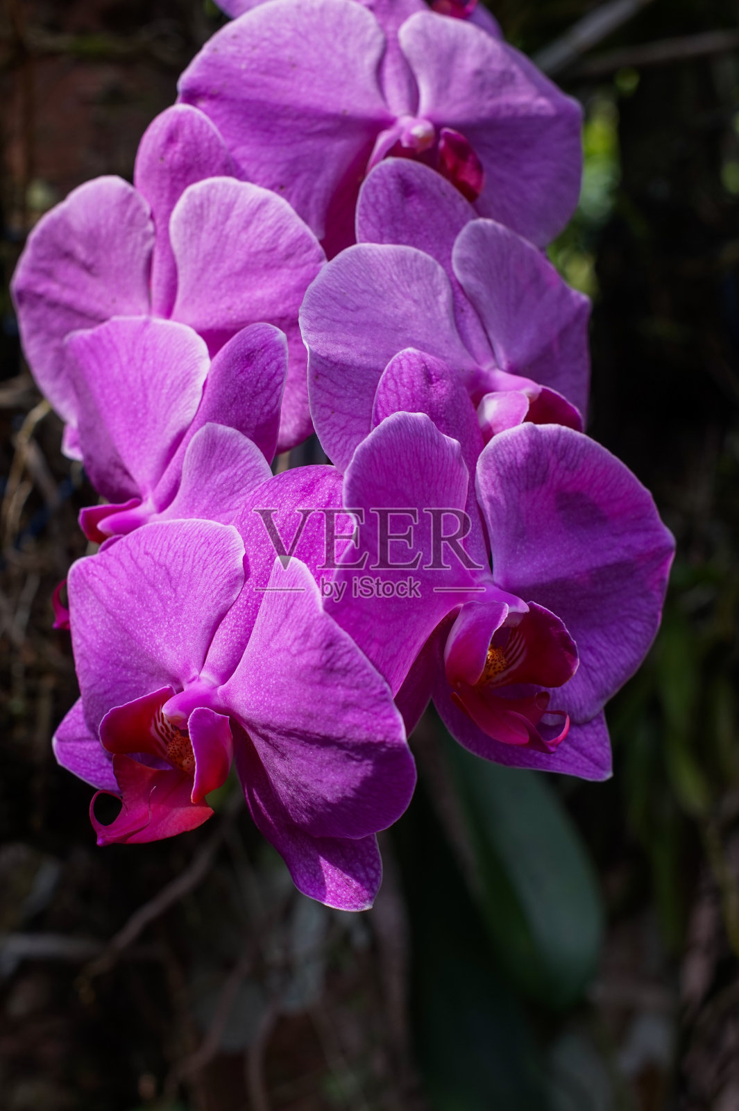 月兰花照片摄影图片