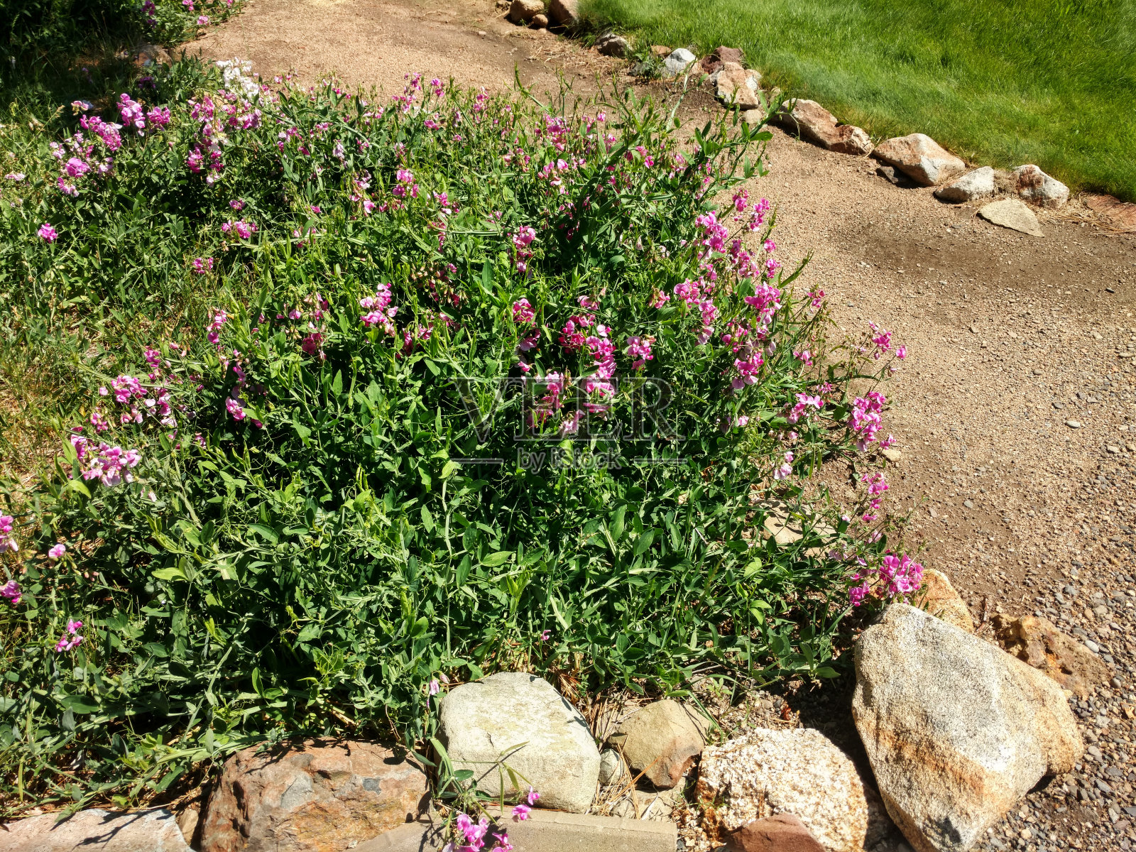 正式皇家自然花园砾石走道小径野花春天后院草坪景观照片摄影图片