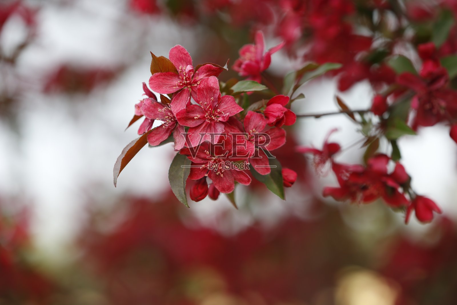 海棠花盛开照片摄影图片