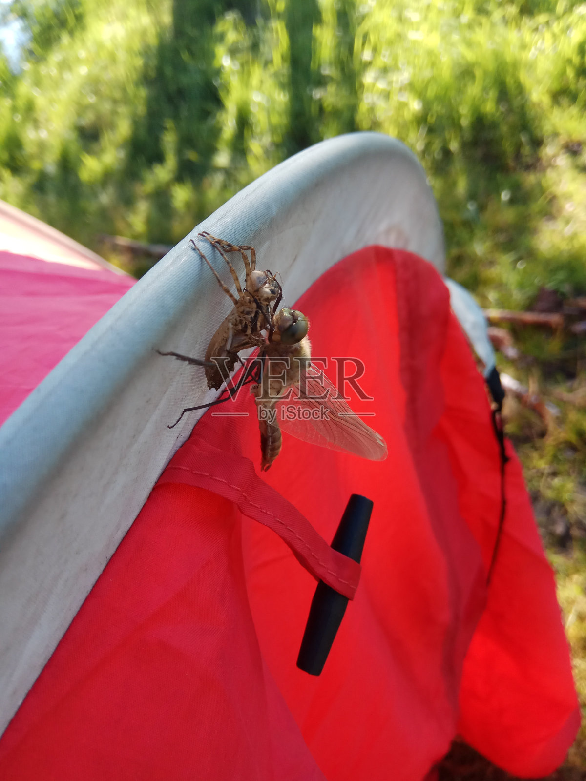 蜻蜓照片摄影图片