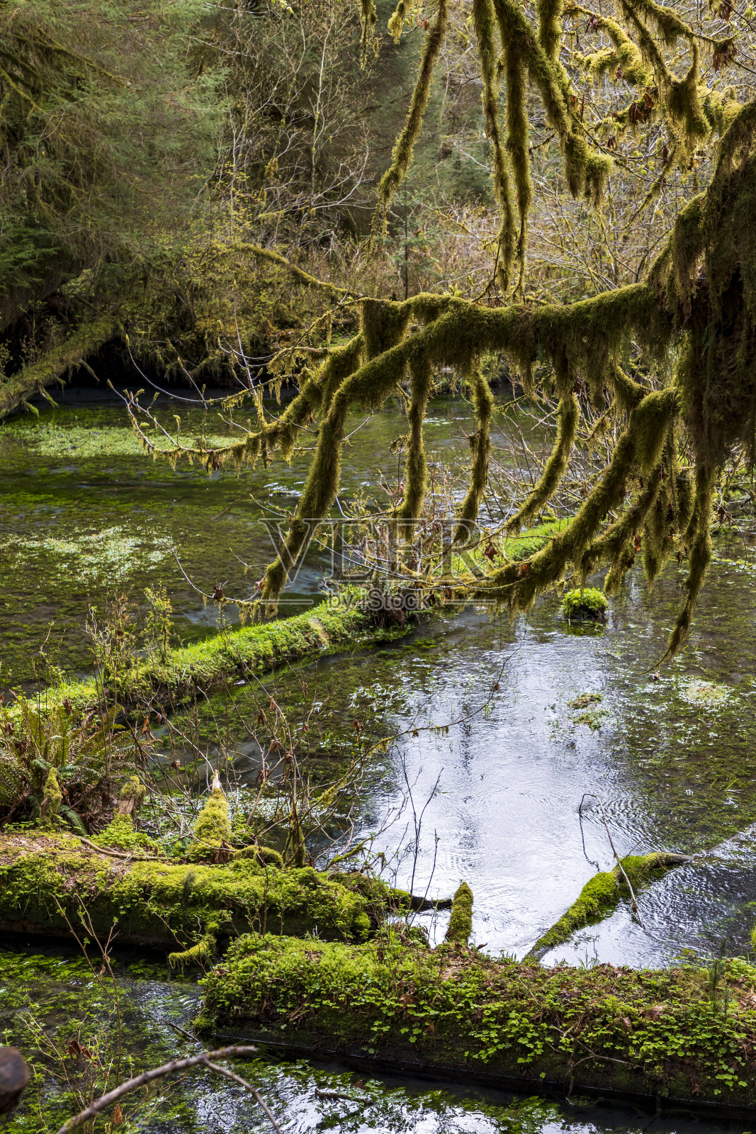 夏天的时候,青苔覆盖在西北太平洋郁郁葱葱的雨林中,位于华盛顿州奥林匹克国家公园的霍雨林中。照片摄影图片