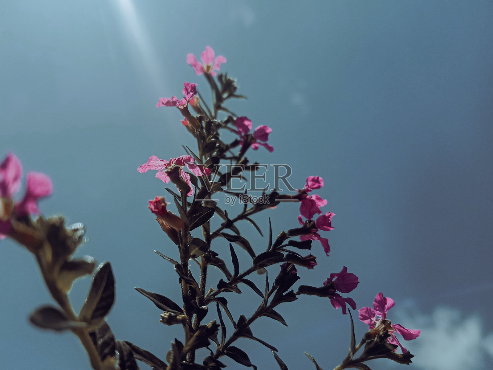 湛蓝的天空在花园里盛开着紫色的花朵照片摄影图片