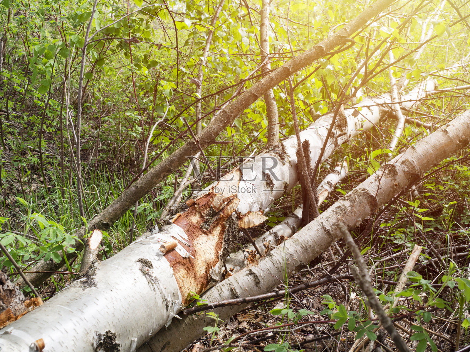 海狸咬,照片摄影图片